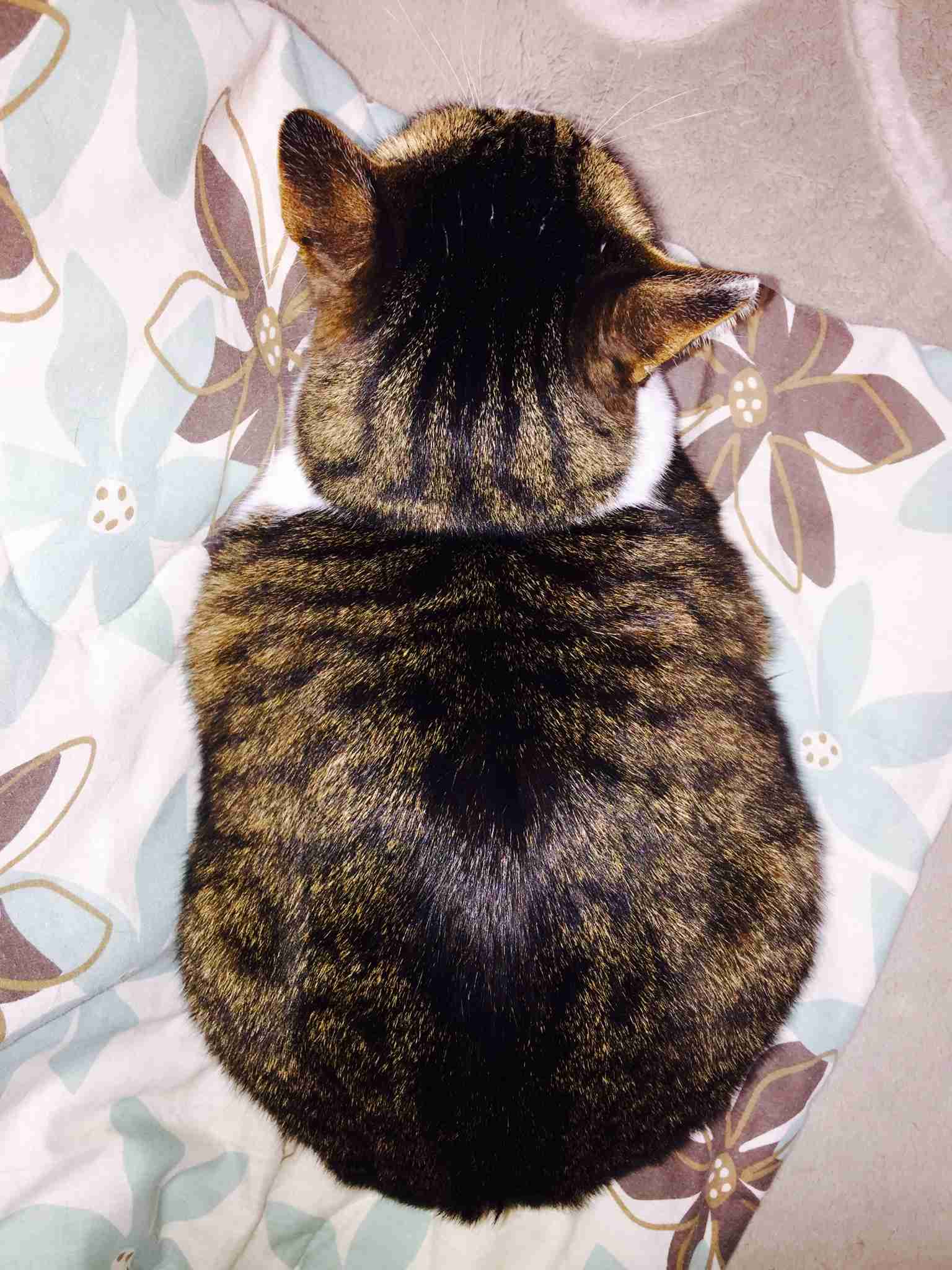 動物の後頭部トピ パート2