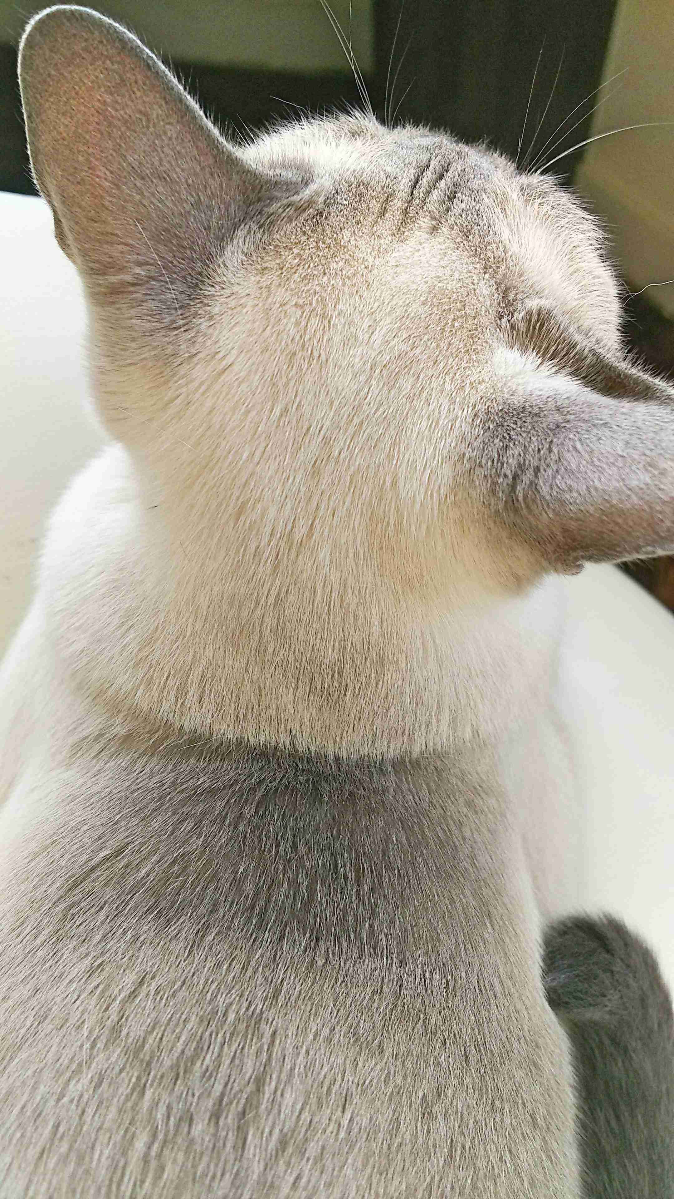 動物の後頭部トピ パート2
