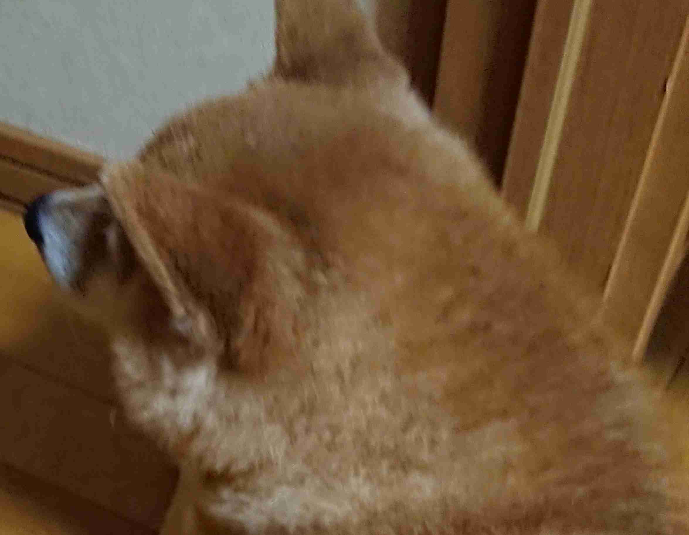 動物の後頭部トピ パート2
