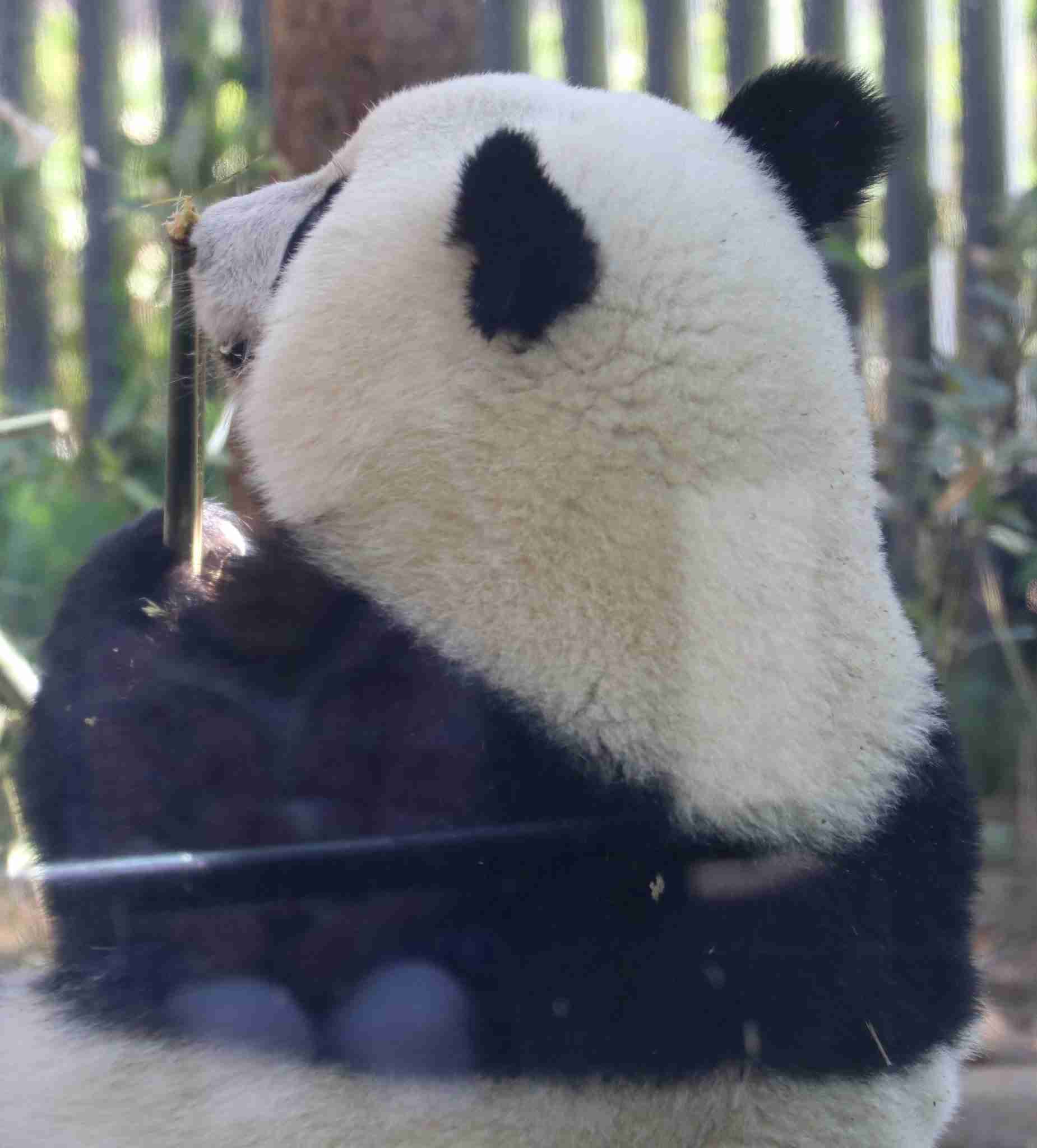 動物の後頭部トピ パート2