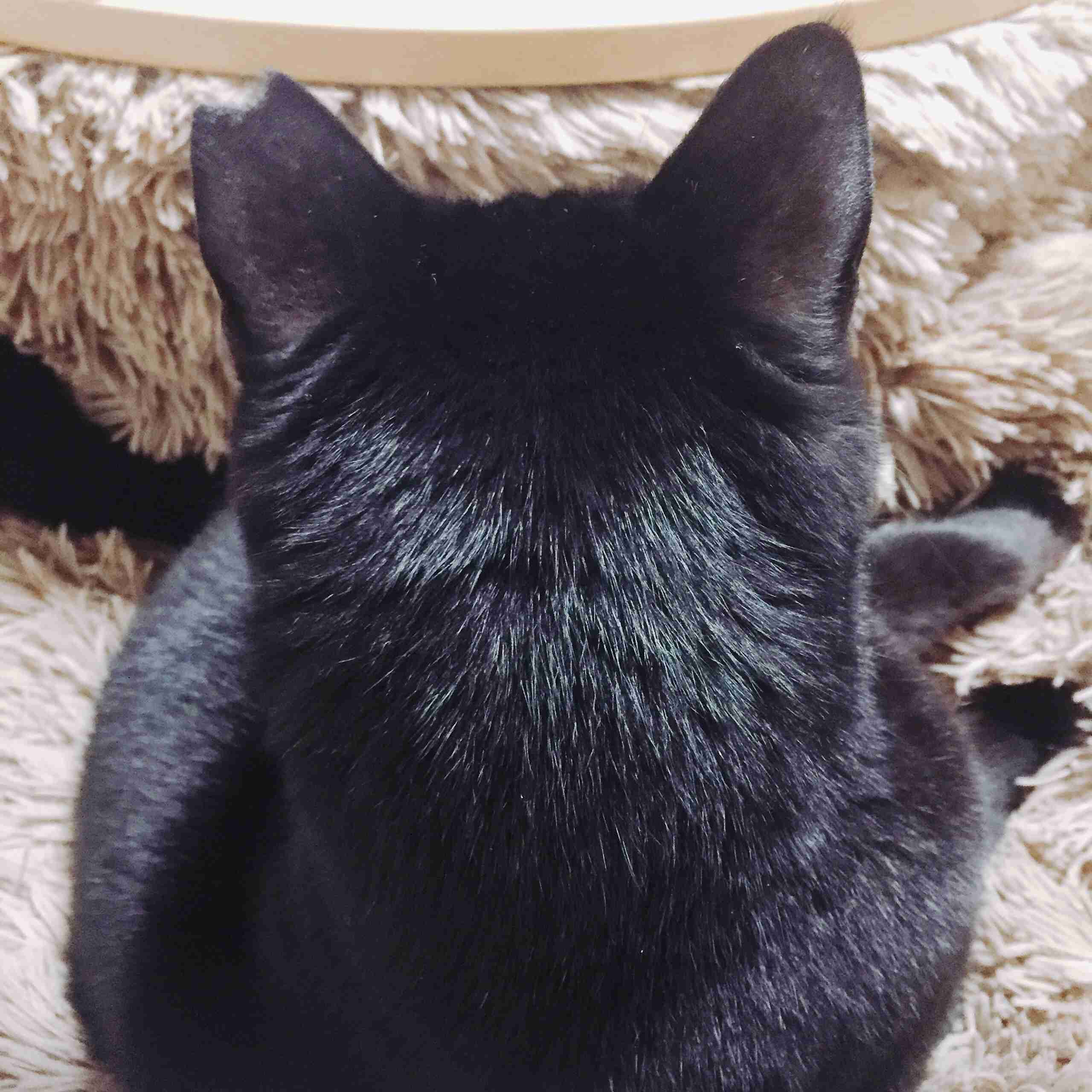 動物の後頭部トピ パート2