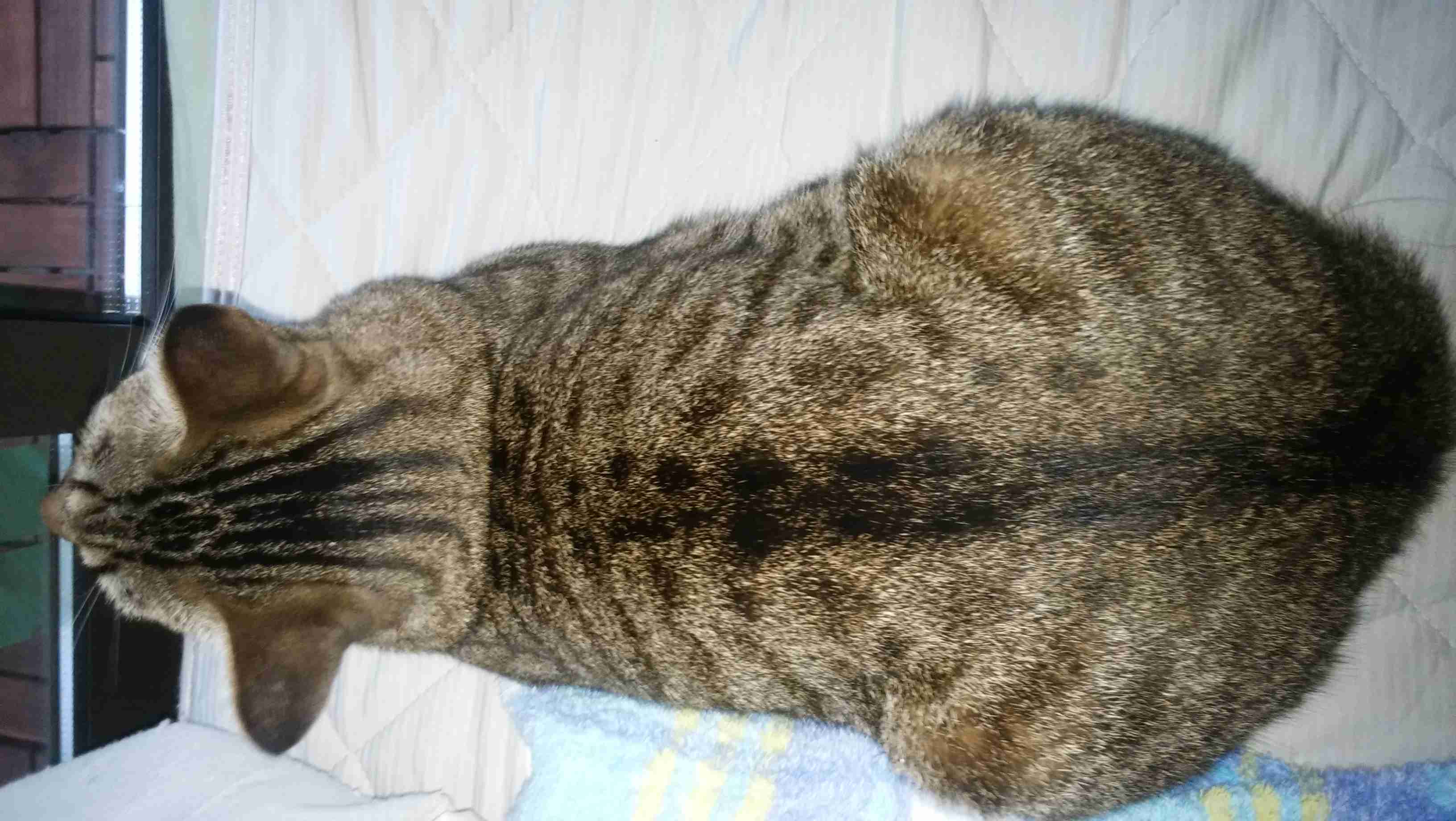 動物の後頭部トピ パート2