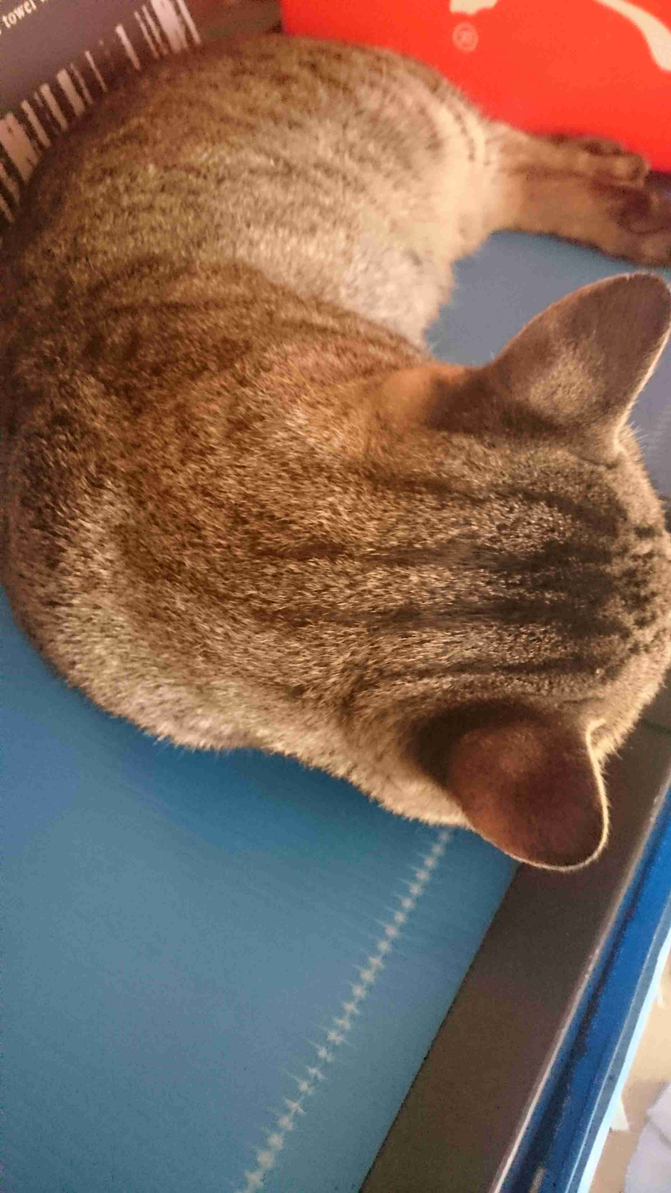 動物の後頭部トピ パート2