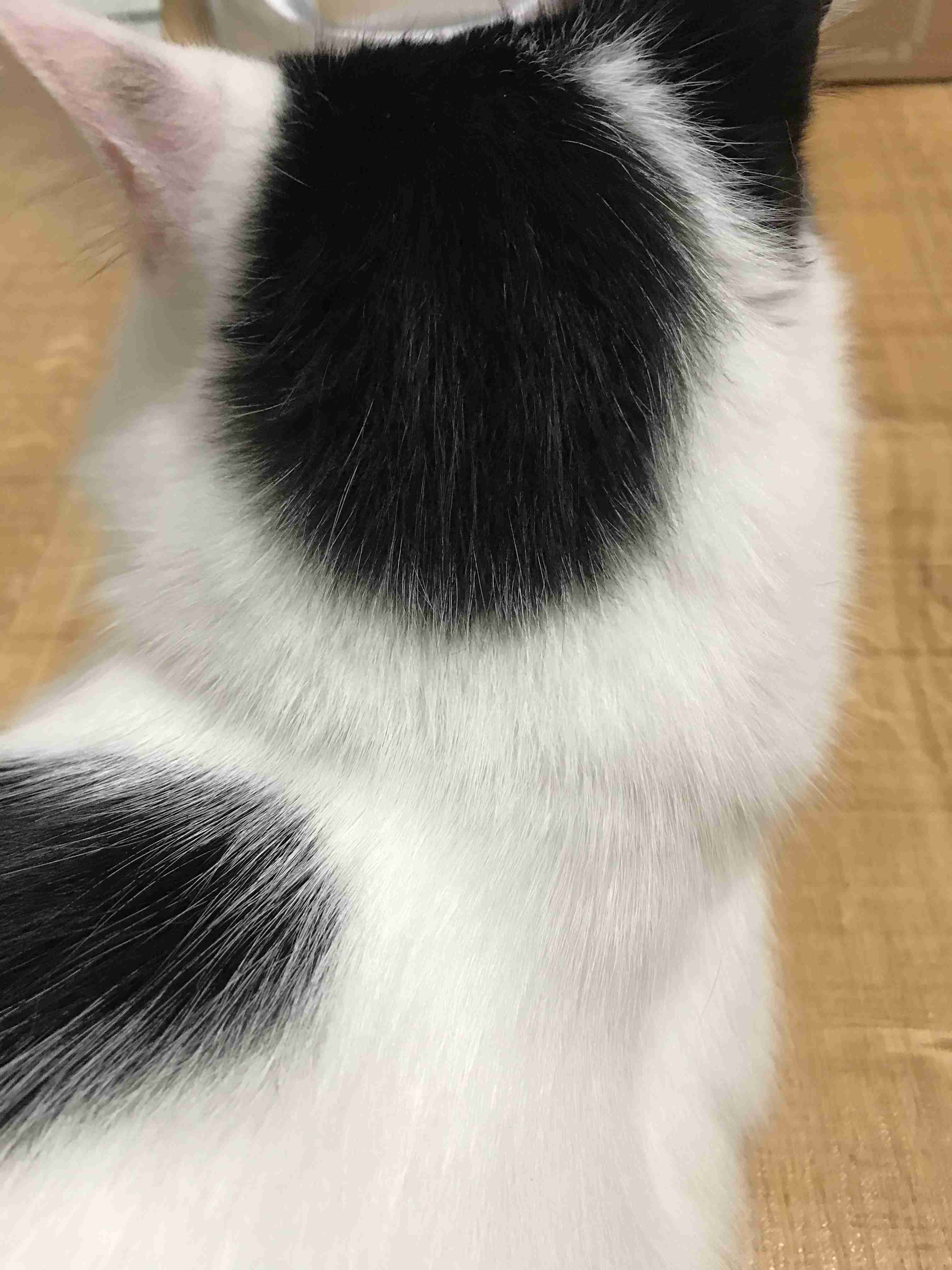 動物の後頭部トピ パート2