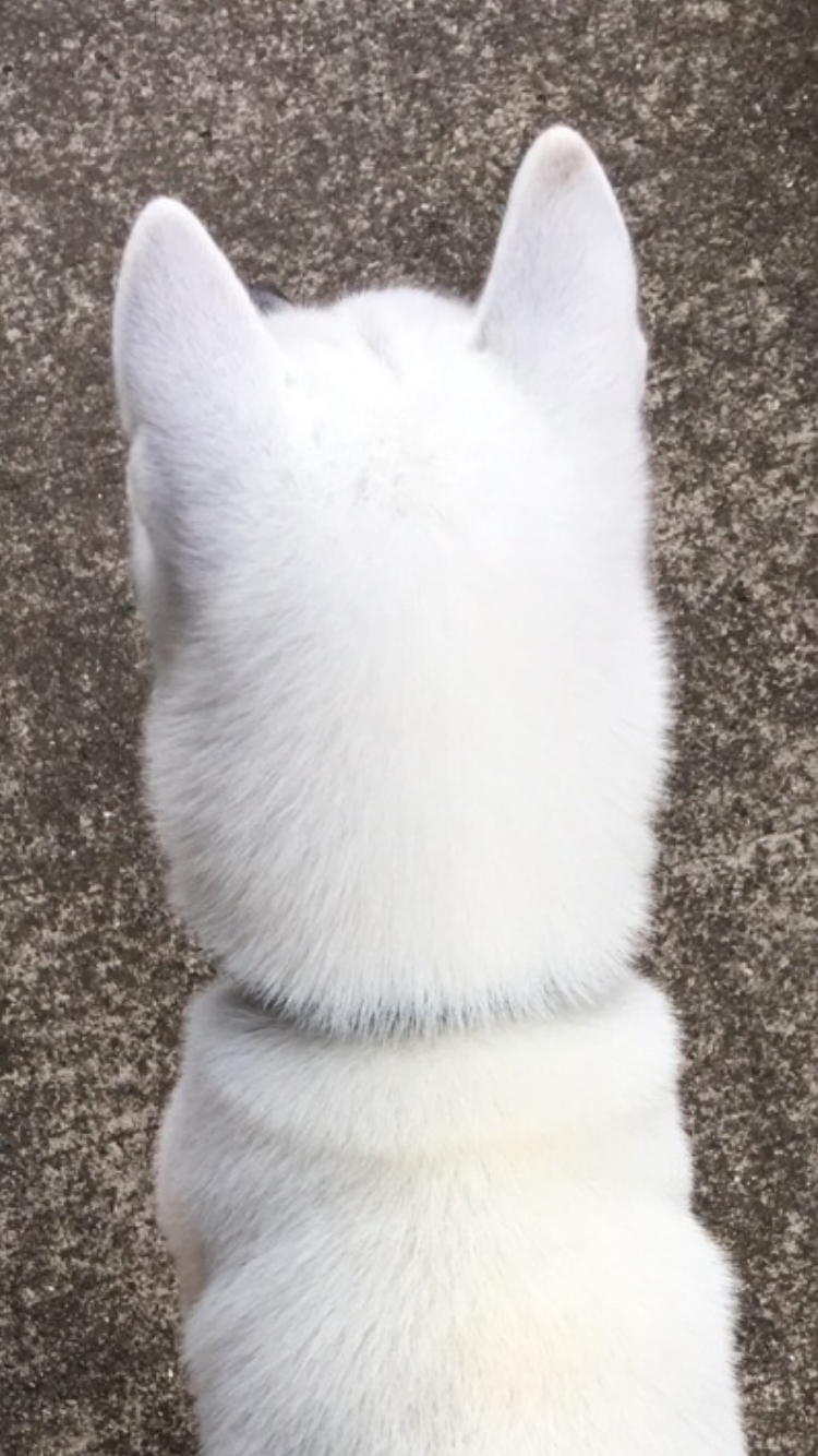 動物の後頭部トピ パート2
