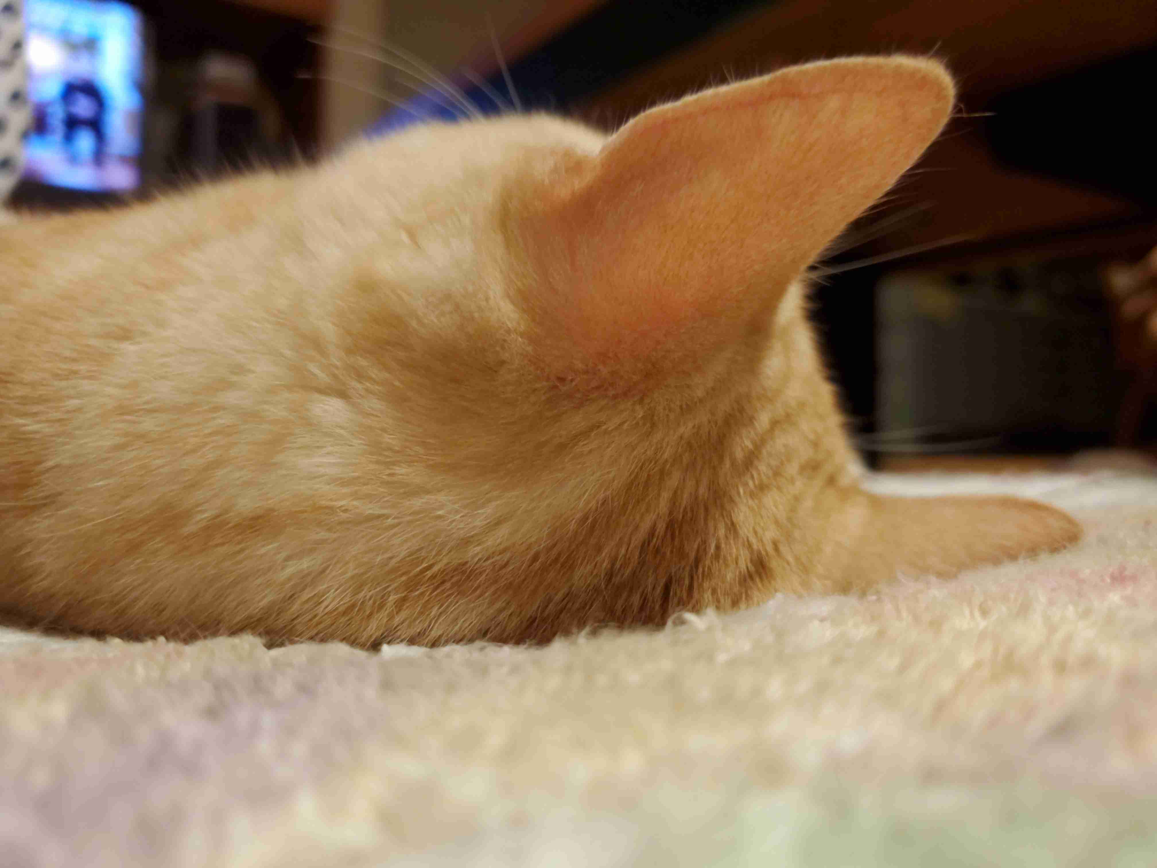 動物の後頭部トピ パート2