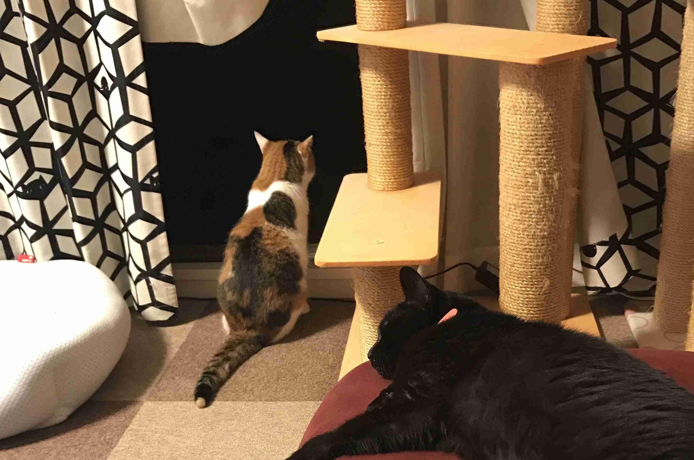 動物の後頭部トピ パート2
