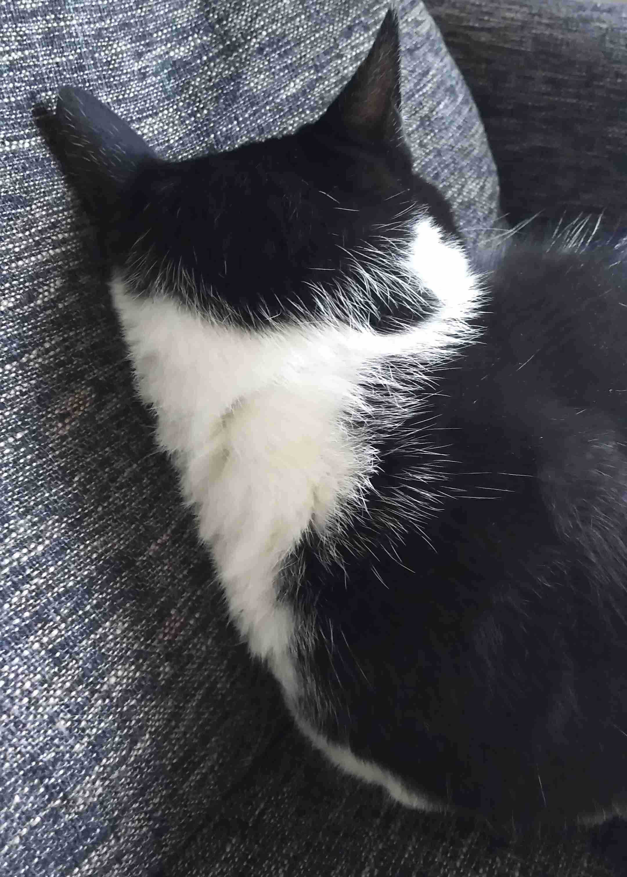 動物の後頭部トピ パート2