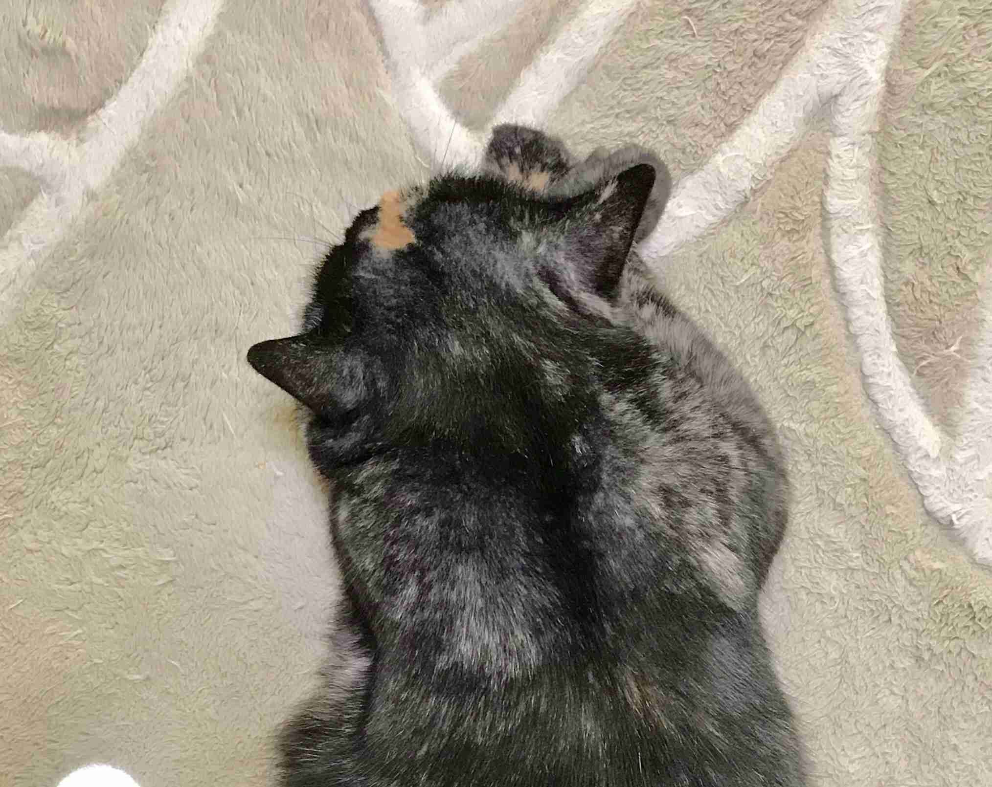 動物の後頭部トピ パート2