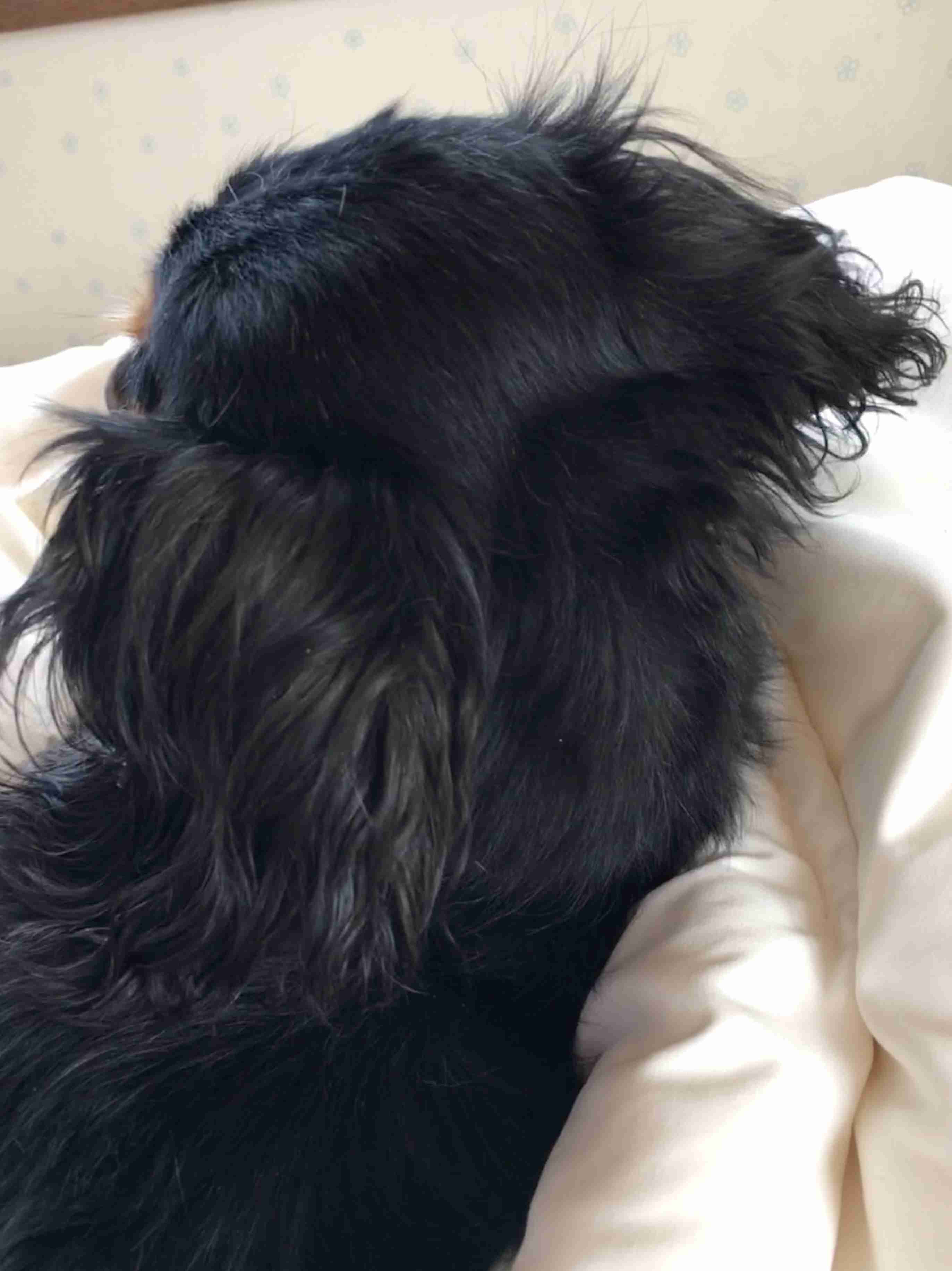 動物の後頭部トピ パート2