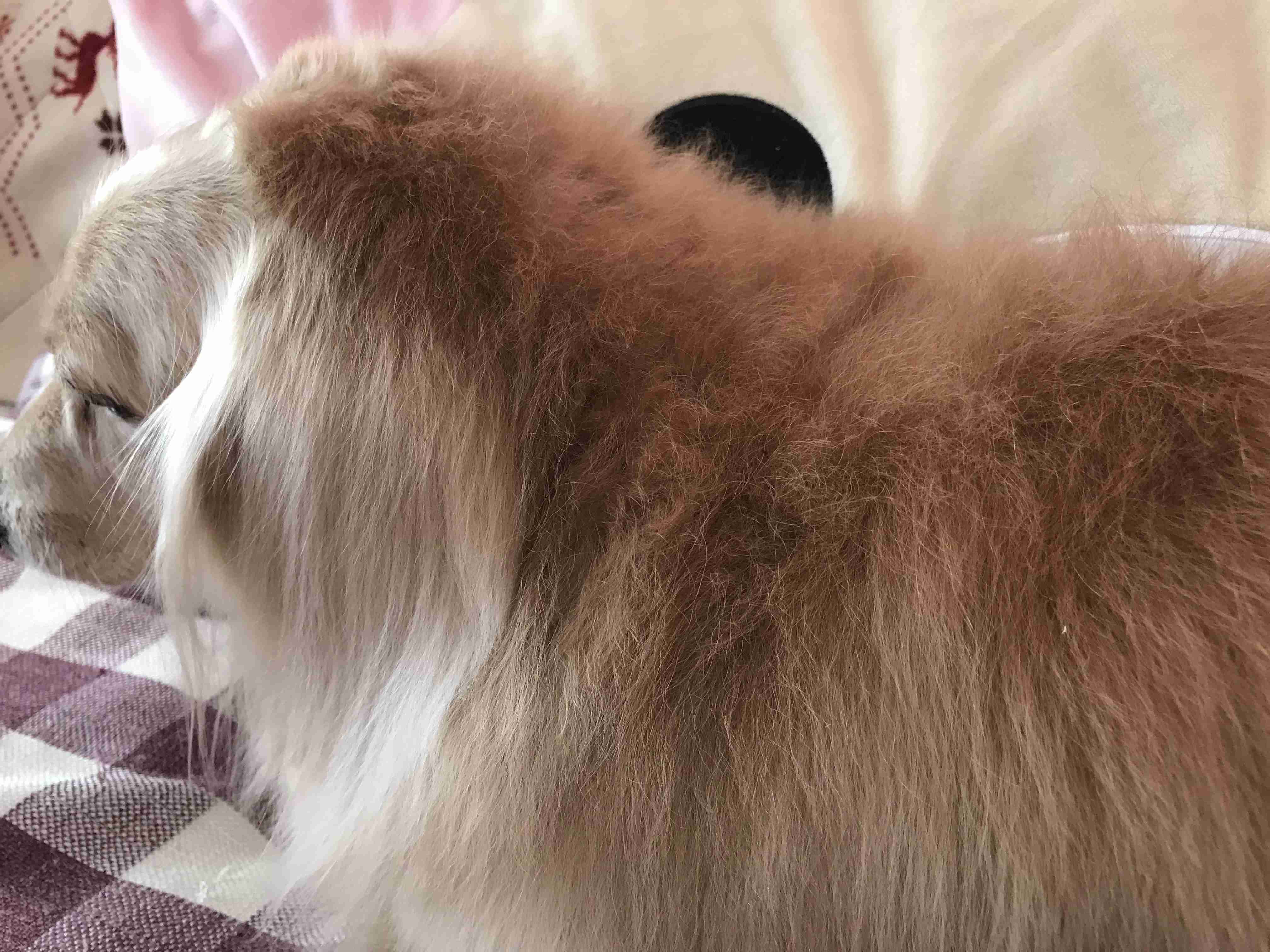 動物の後頭部トピ パート2
