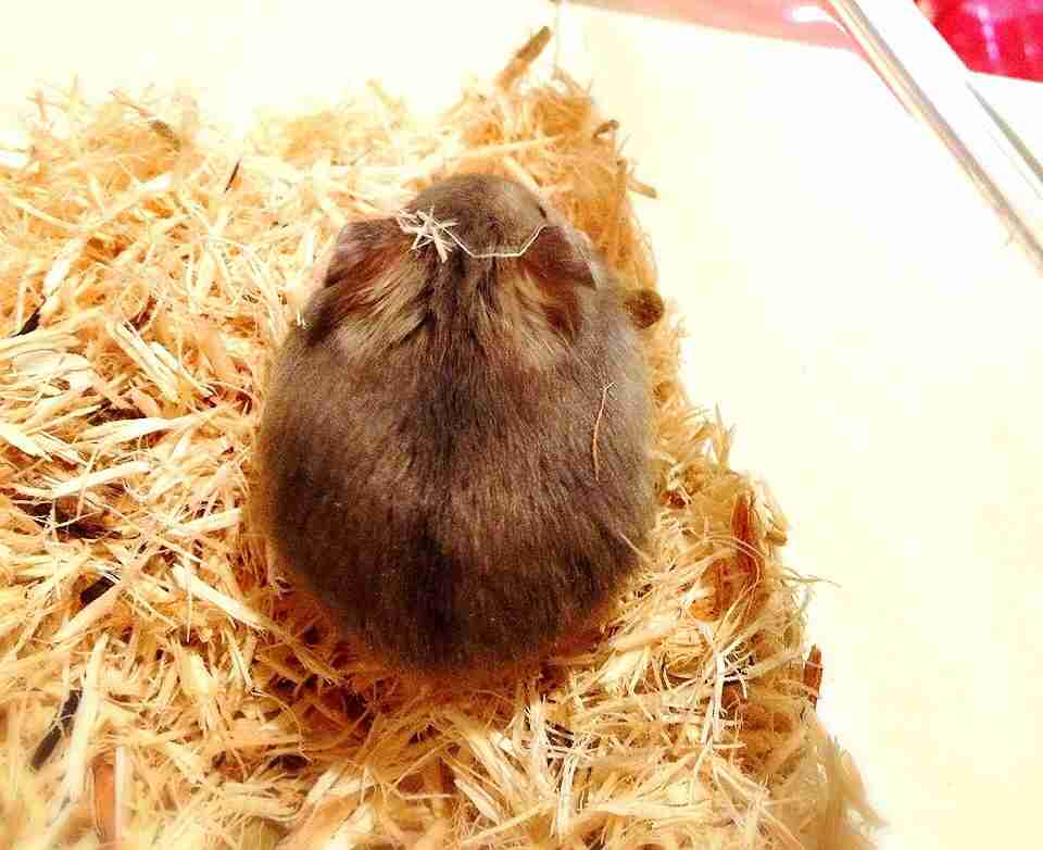 動物の後頭部トピ パート2