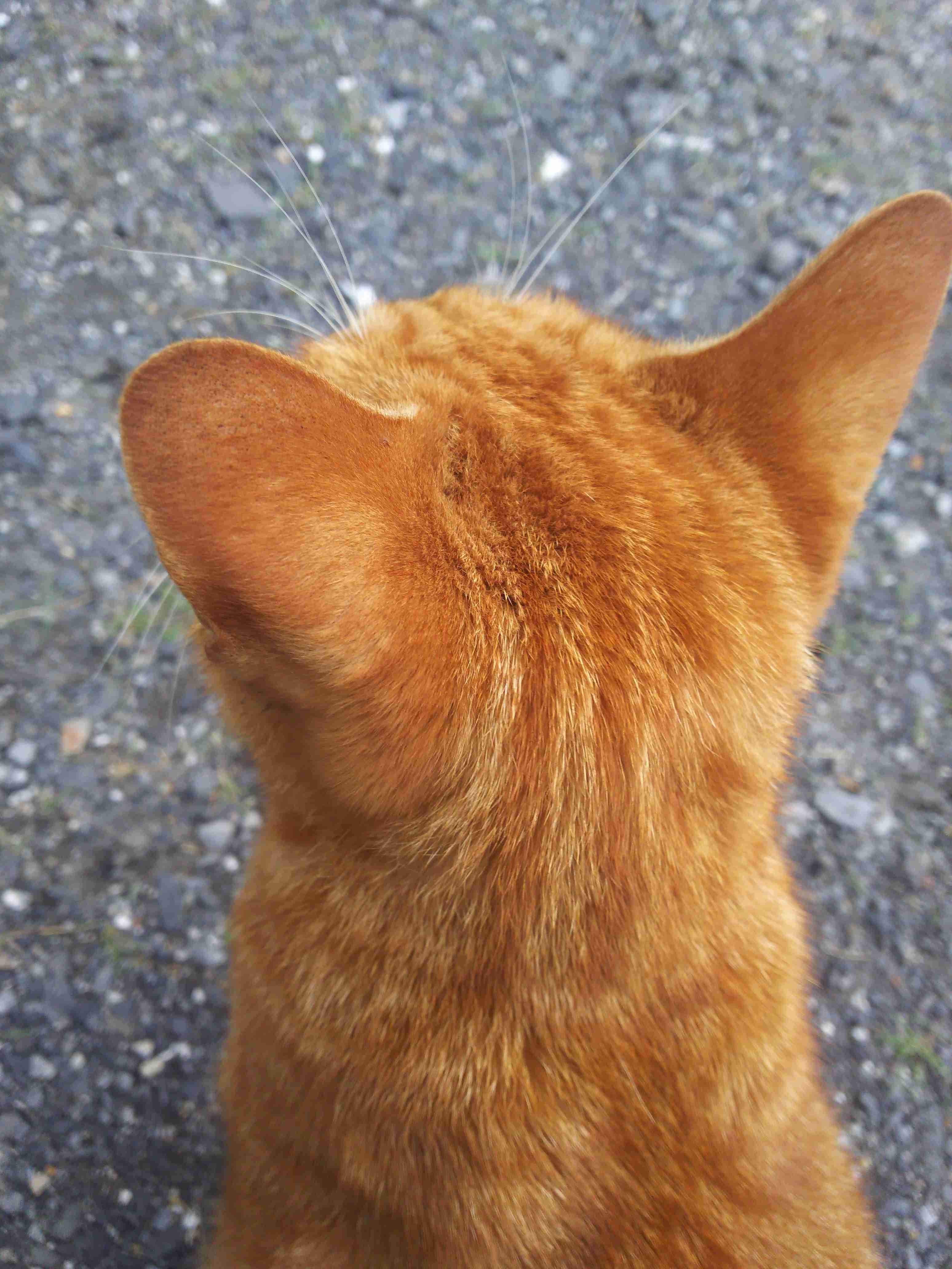 動物の後頭部トピ パート2