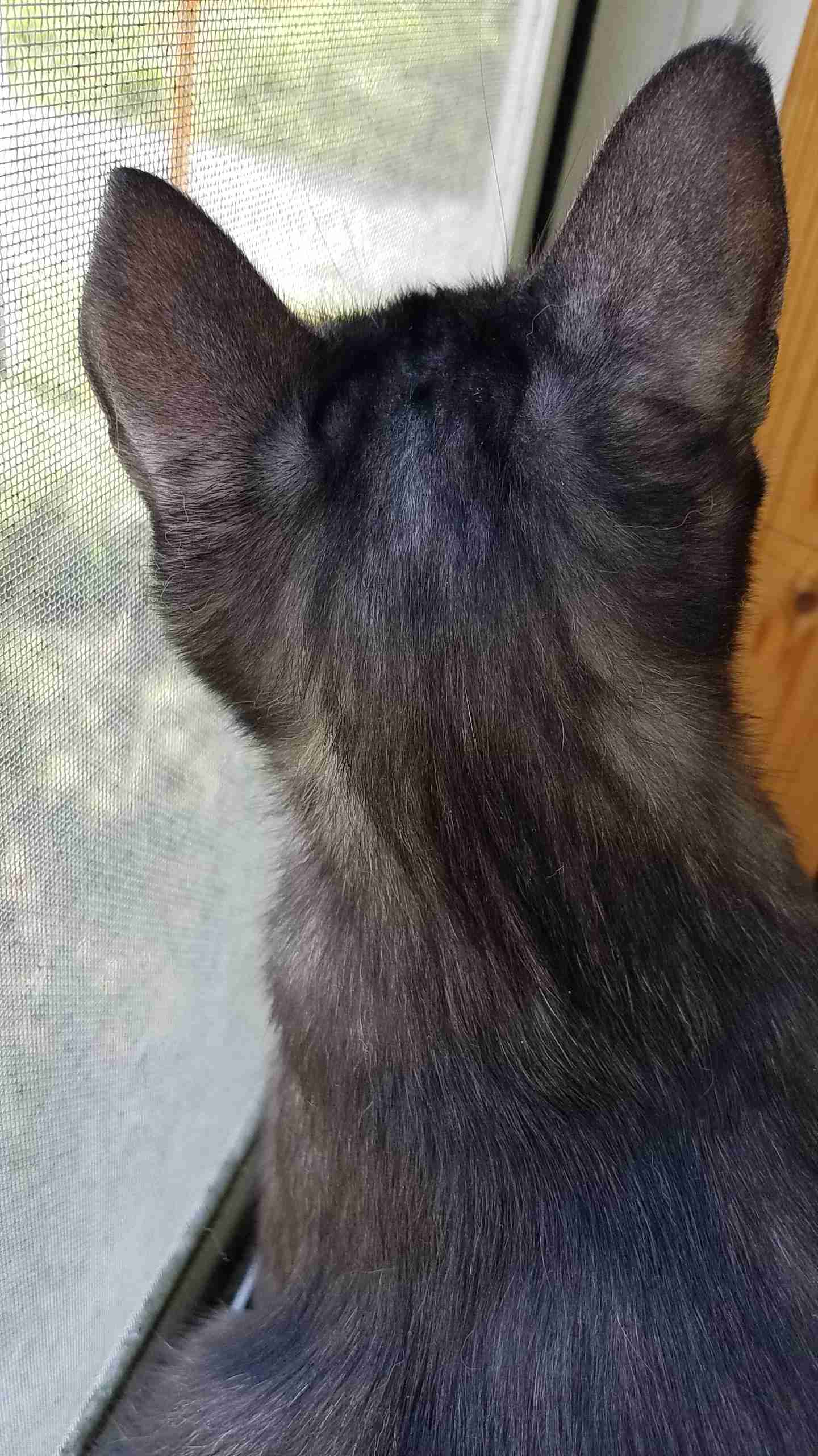 動物の後頭部トピ パート2