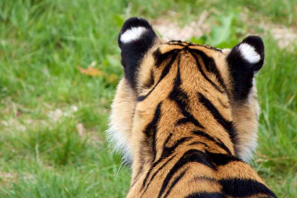動物の後頭部トピ パート2