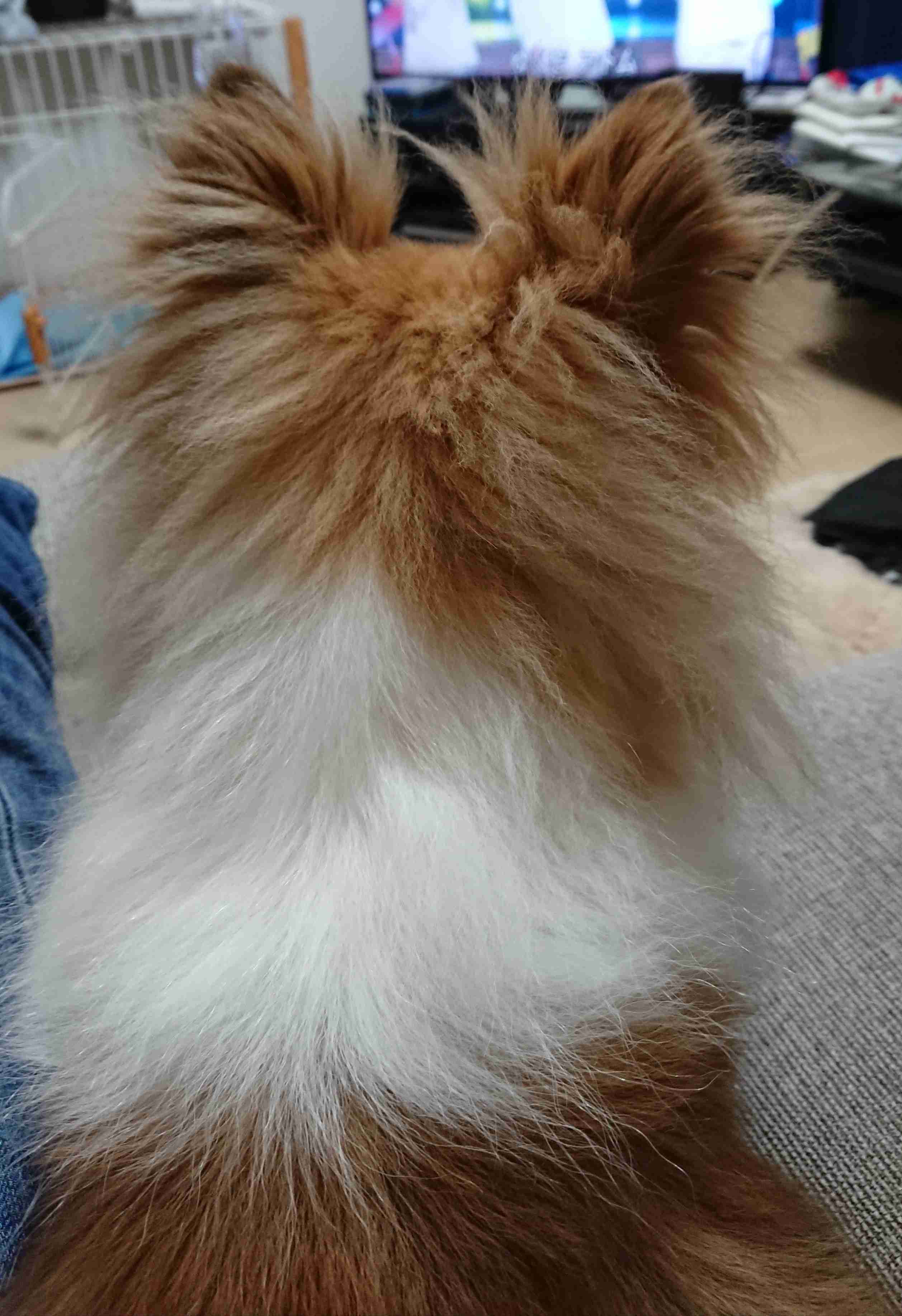 動物の後頭部トピ パート2