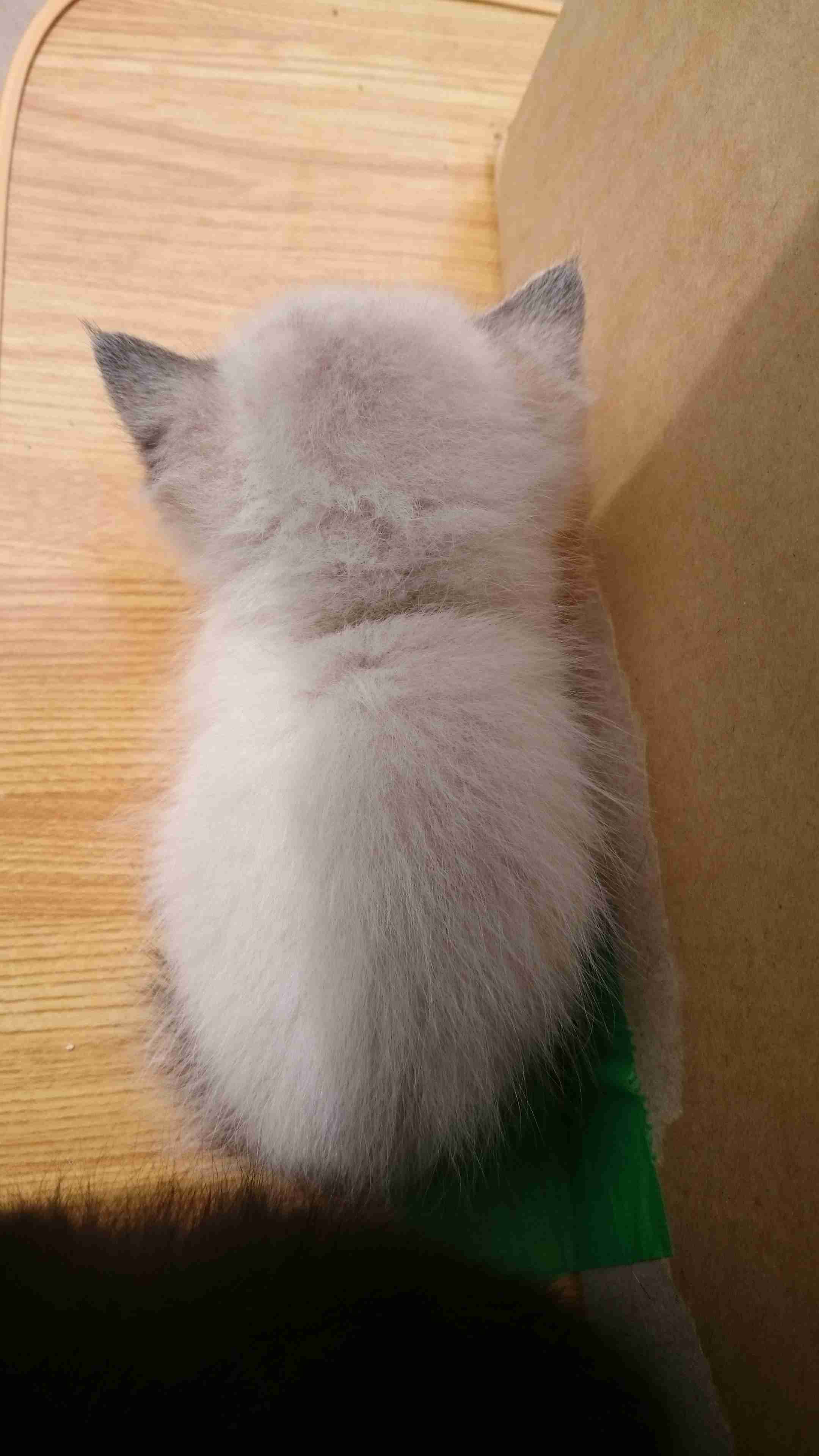 動物の後頭部トピ パート2