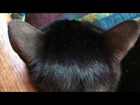 動物の後頭部トピ パート2