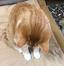 動物の後頭部トピ パート2