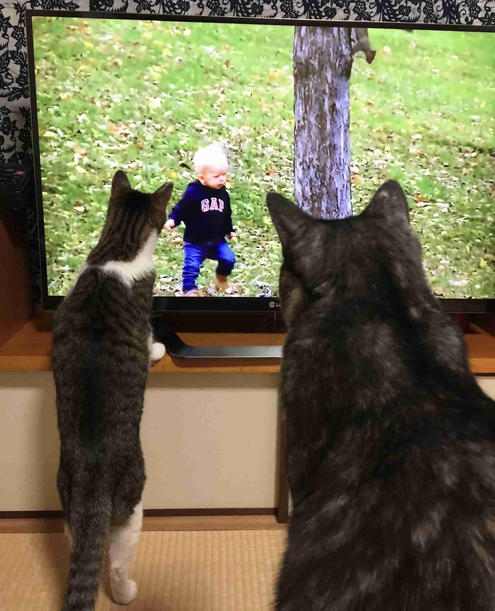 動物の後頭部トピ パート2