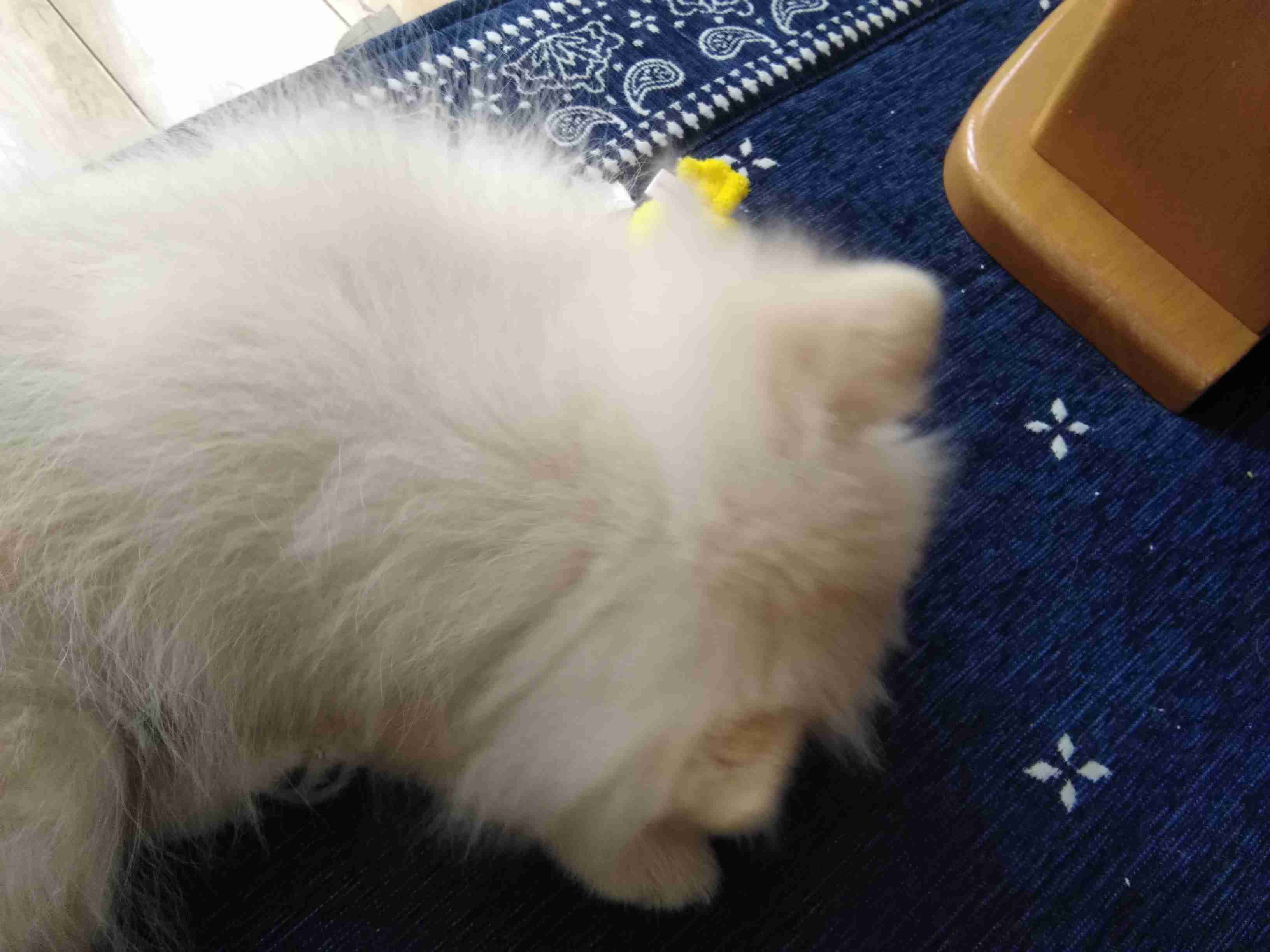 動物の後頭部トピ パート2