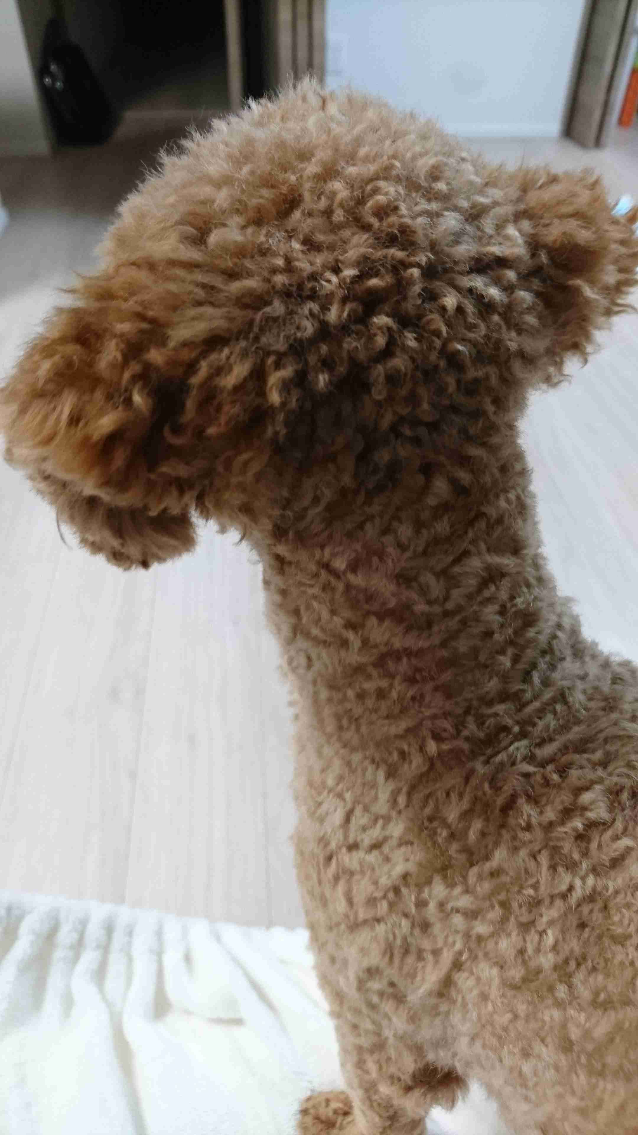 動物の後頭部トピ パート2