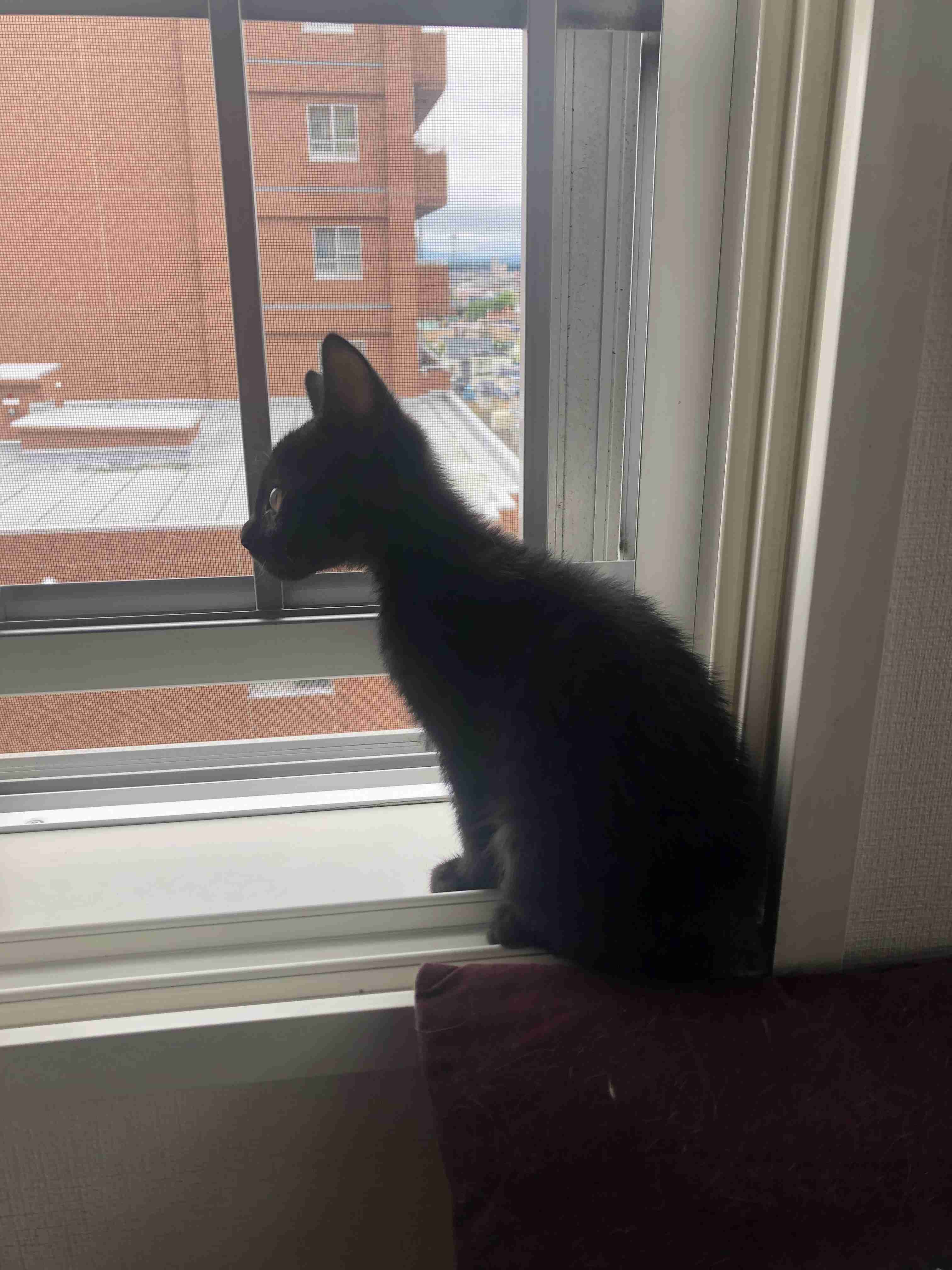 ジジ が 喋ら なくなっ た 理由 魔女の宅急便でジジが喋れなくなった理由は なぜキキの魔法が弱くなったのか原作の内容から解説