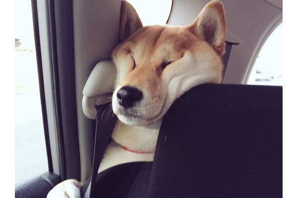 柴犬がプランターでくつろぐ動画に「ピッタリはまってる」「プランター風呂」の声