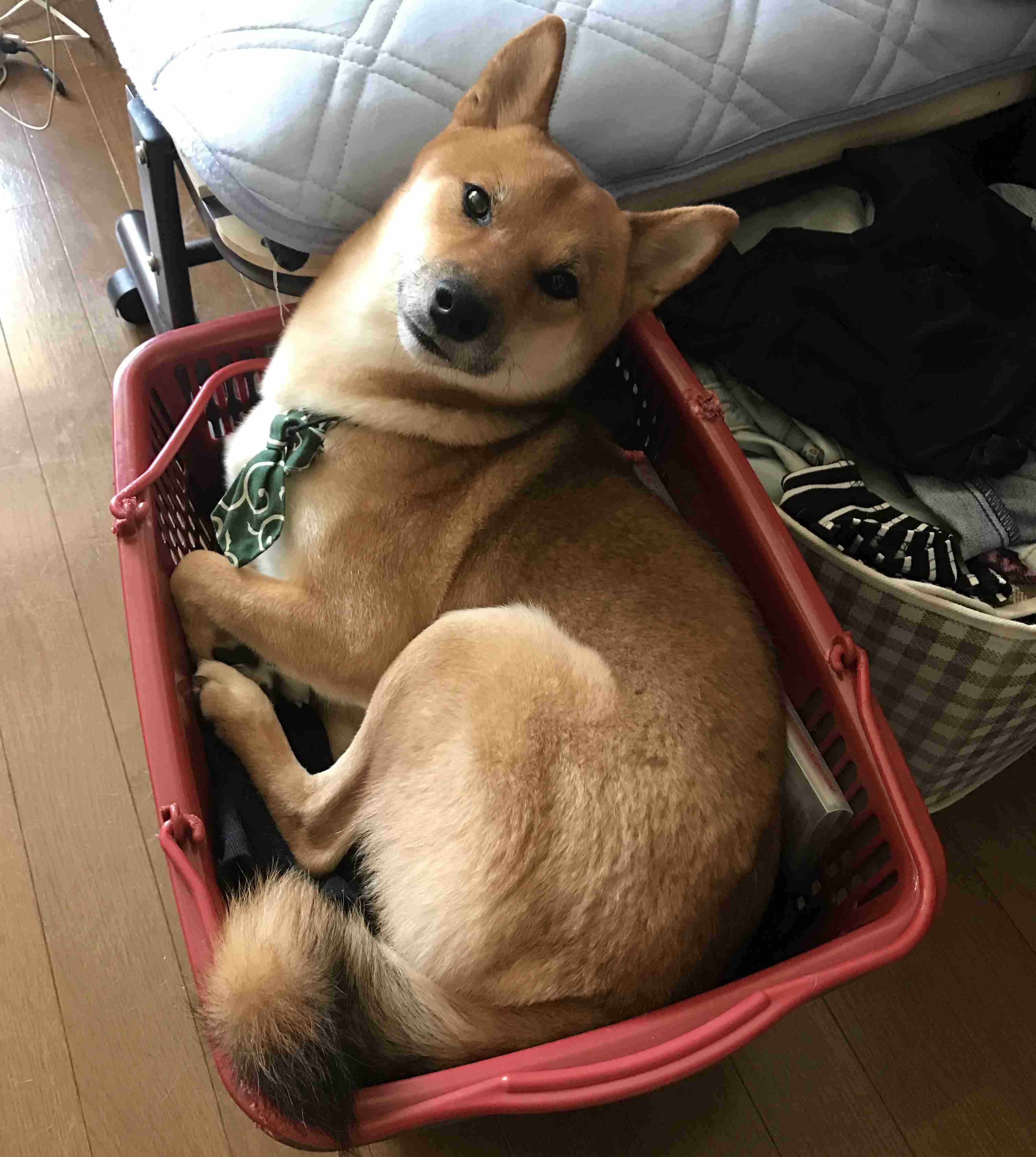 柴犬がプランターでくつろぐ動画に「ピッタリはまってる」「プランター風呂」の声