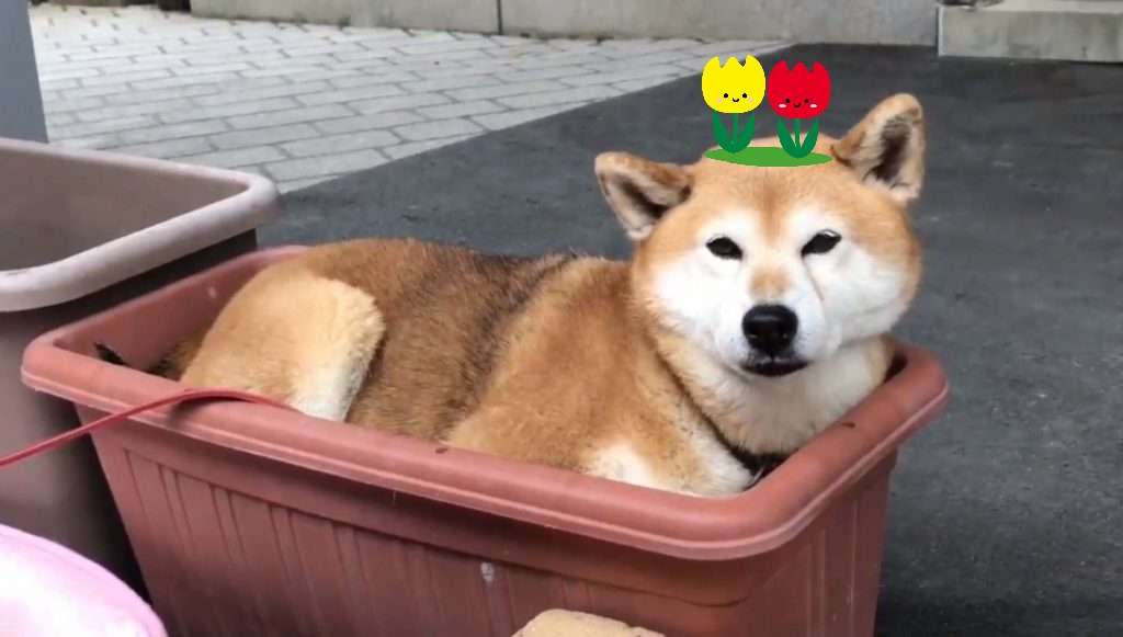 柴犬がプランターでくつろぐ動画に「ピッタリはまってる」「プランター風呂」の声