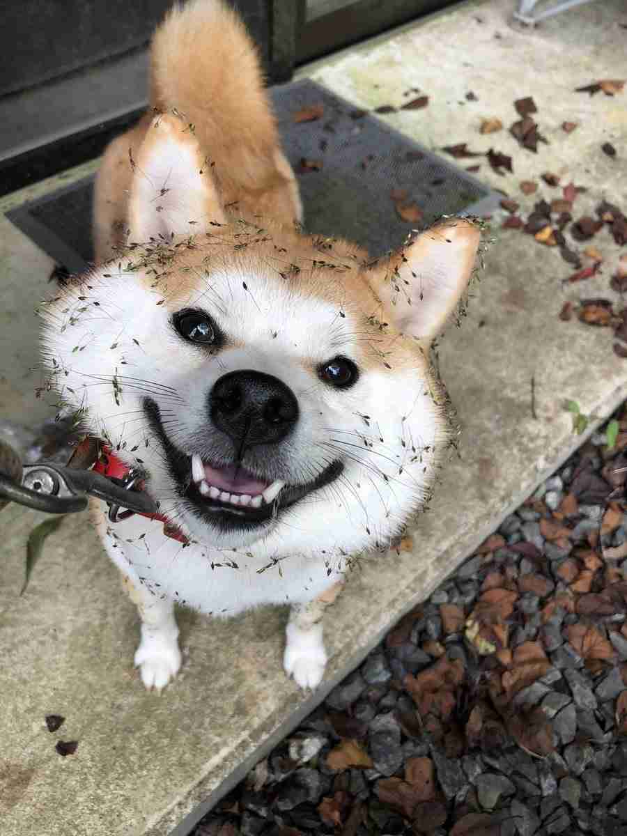 犬がどうして可愛いのか真剣に考察するトピ