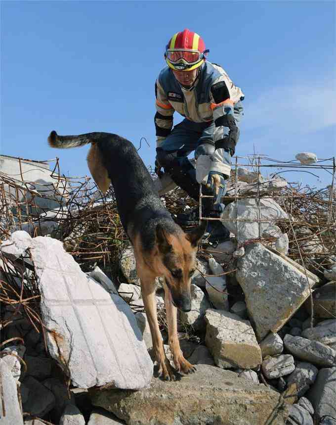 犬がどうして可愛いのか真剣に考察するトピ