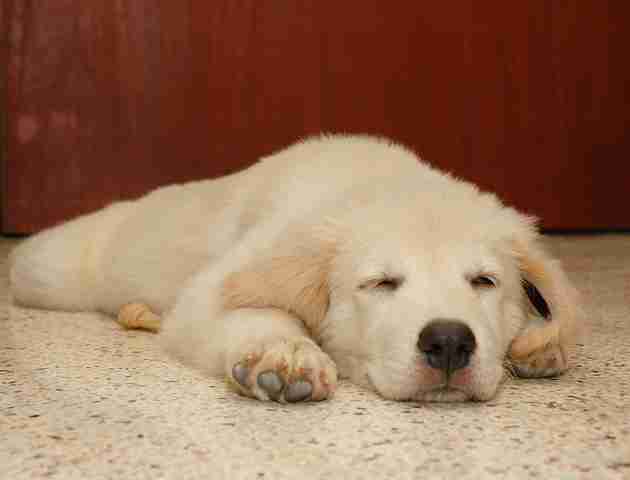 犬がどうして可愛いのか真剣に考察するトピ