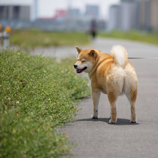 犬がどうして可愛いのか真剣に考察するトピ