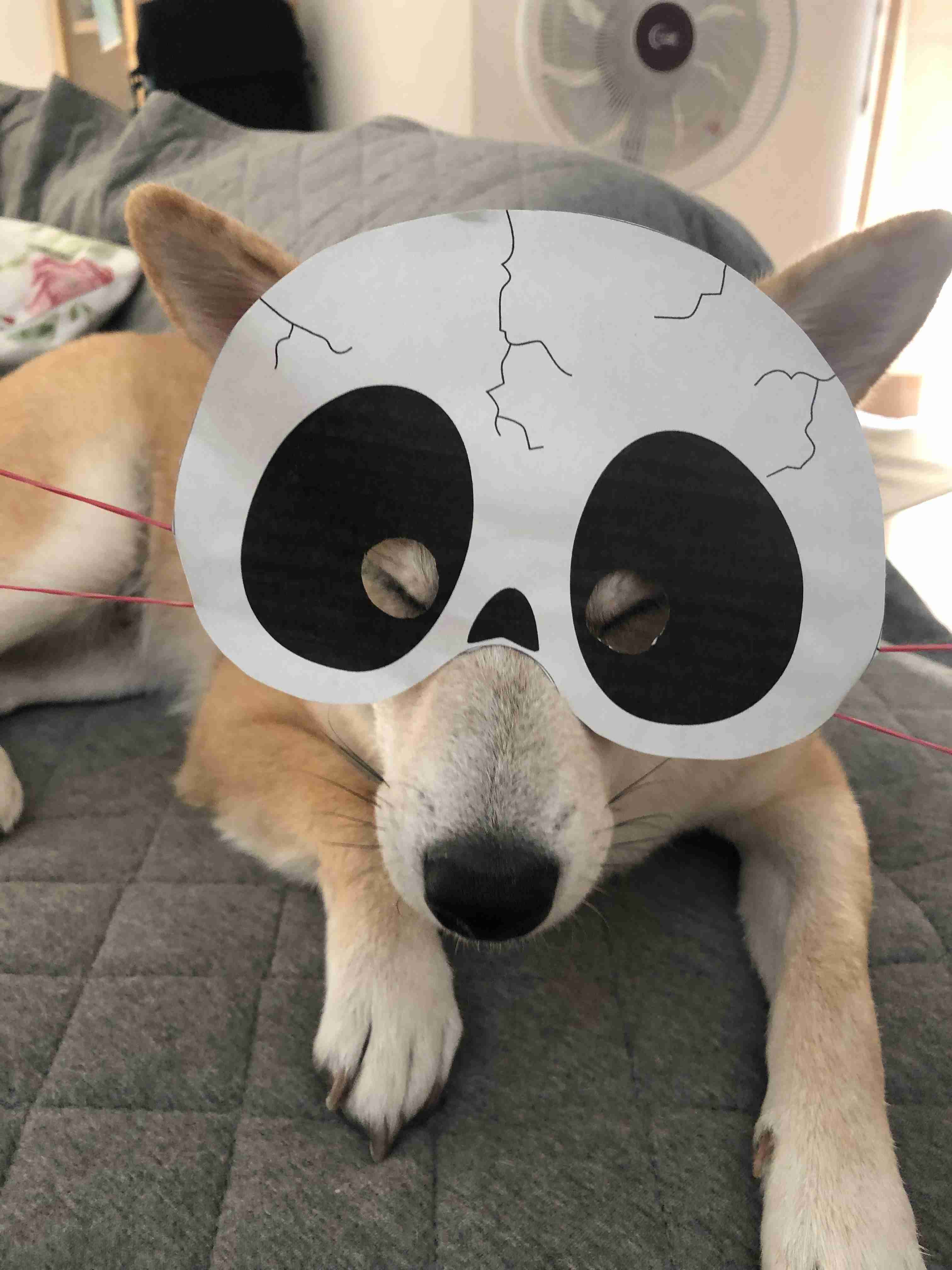 犬がどうして可愛いのか真剣に考察するトピ