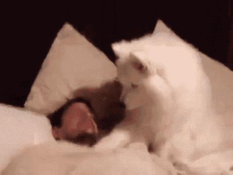 犬がどうして可愛いのか真剣に考察するトピ