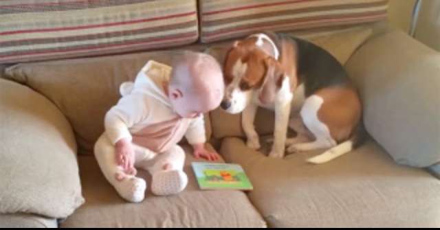 犬がどうして可愛いのか真剣に考察するトピ
