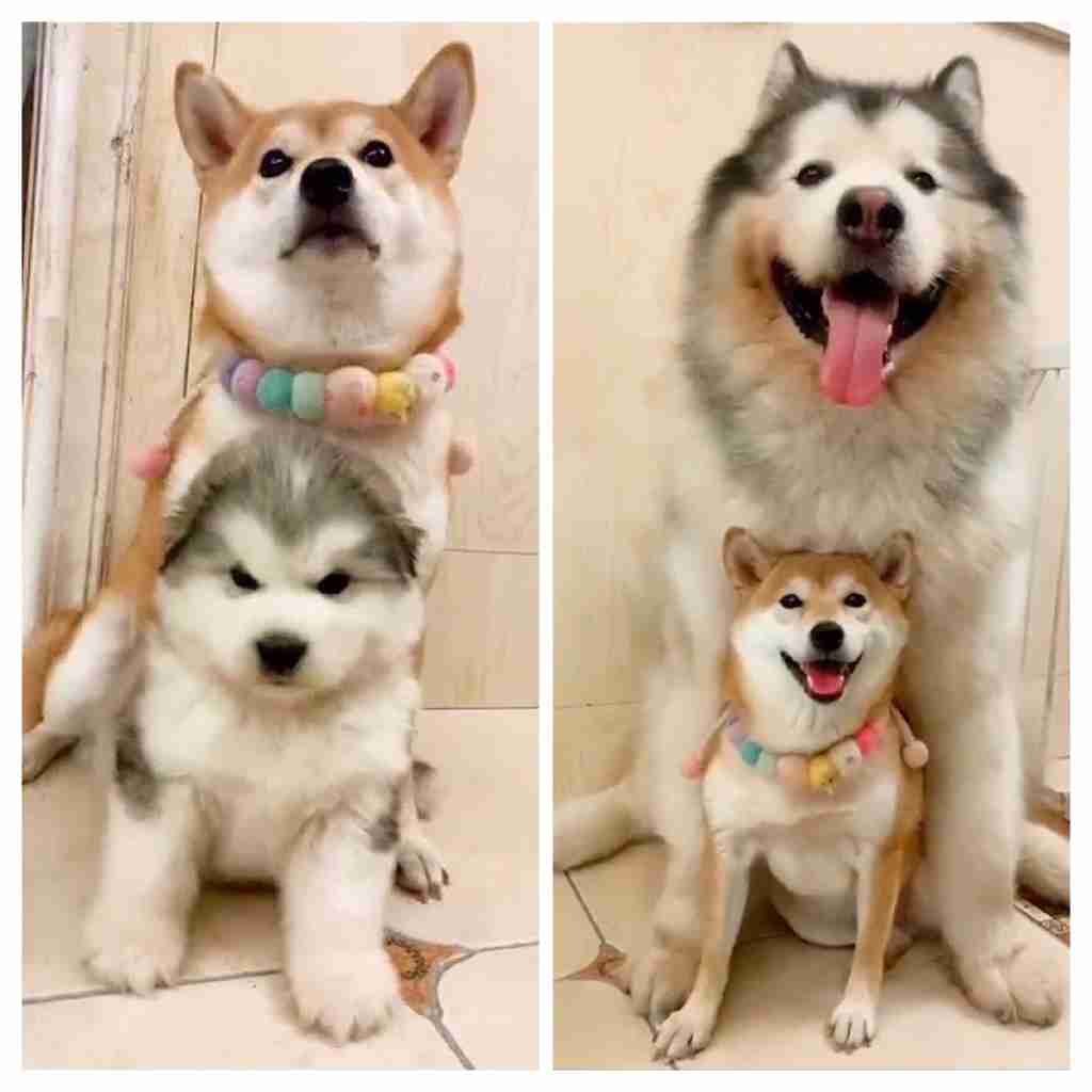 犬がどうして可愛いのか真剣に考察するトピ