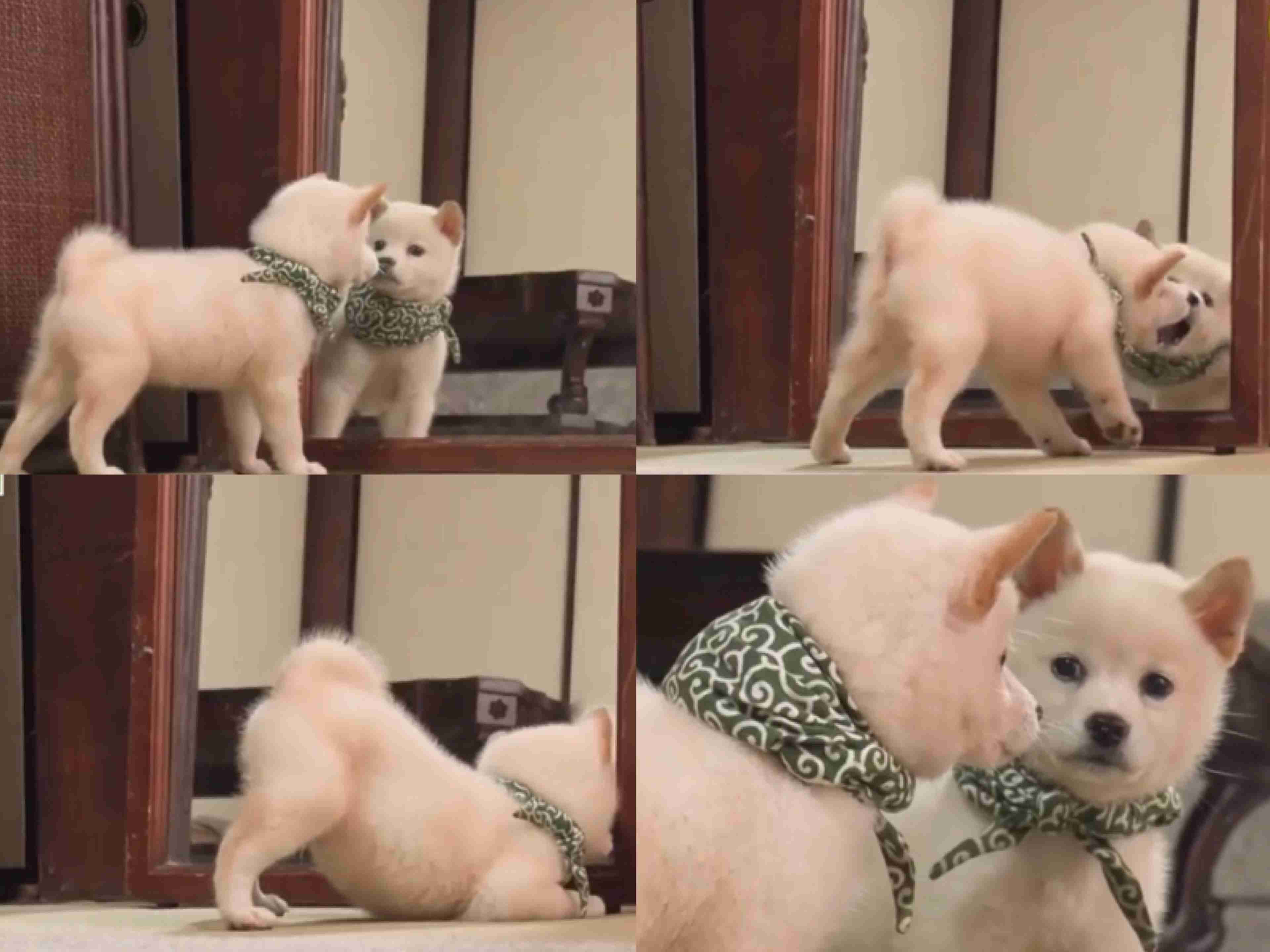 犬がどうして可愛いのか真剣に考察するトピ