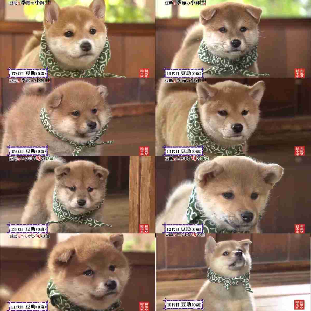 犬がどうして可愛いのか真剣に考察するトピ