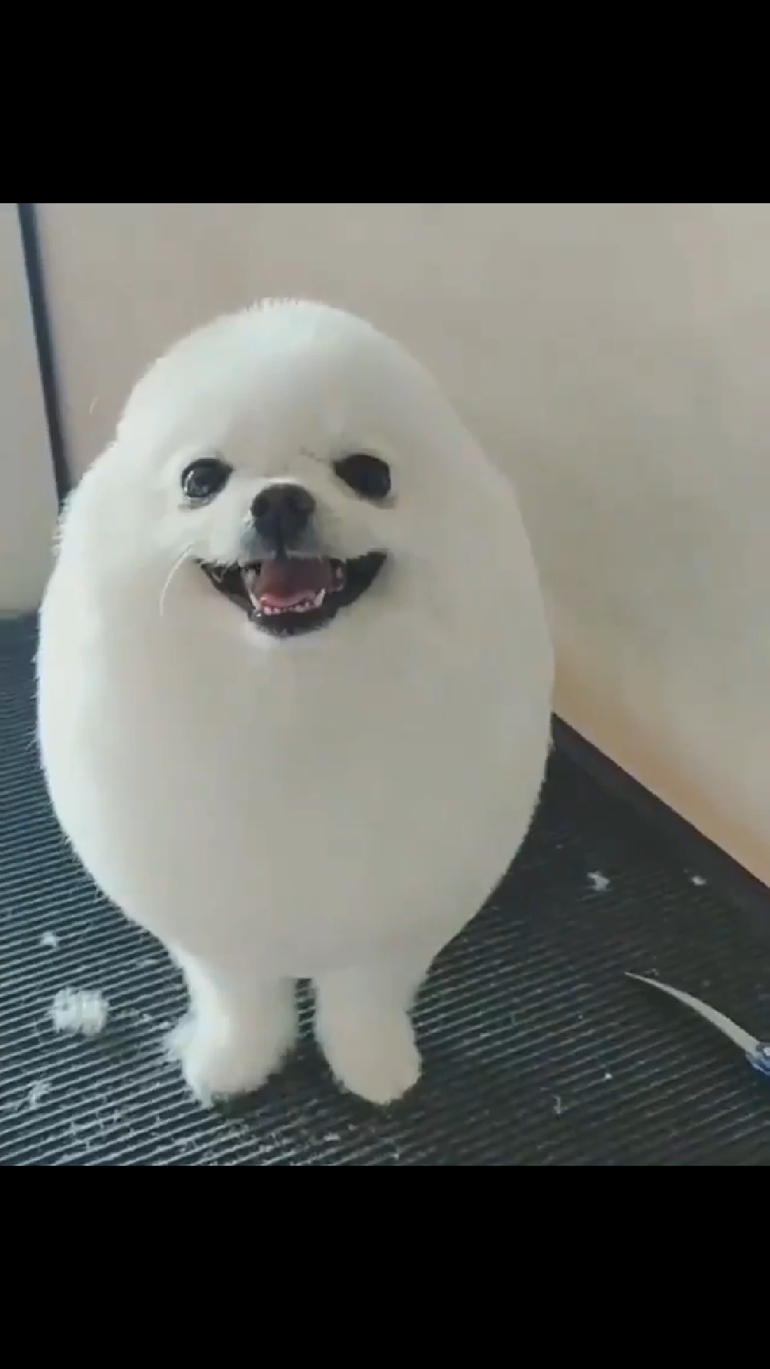 犬がどうして可愛いのか真剣に考察するトピ