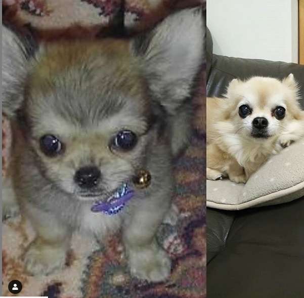 犬がどうして可愛いのか真剣に考察するトピ