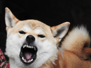 犬がどうして可愛いのか真剣に考察するトピ