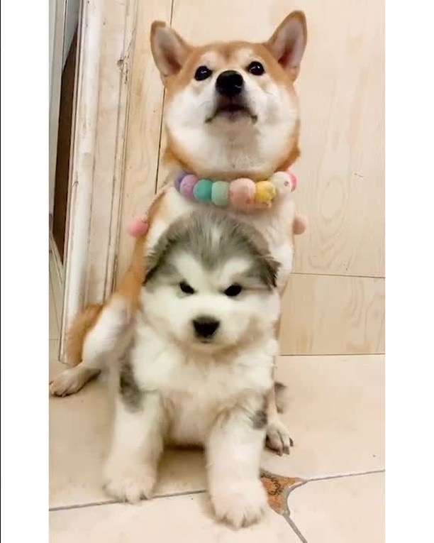 犬がどうして可愛いのか真剣に考察するトピ