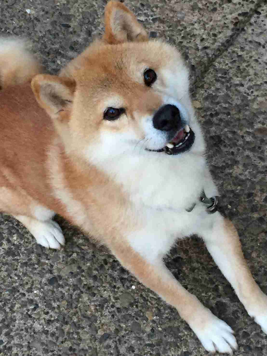 犬がどうして可愛いのか真剣に考察するトピ