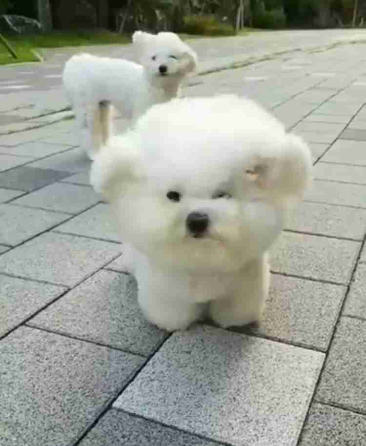 犬がどうして可愛いのか真剣に考察するトピ