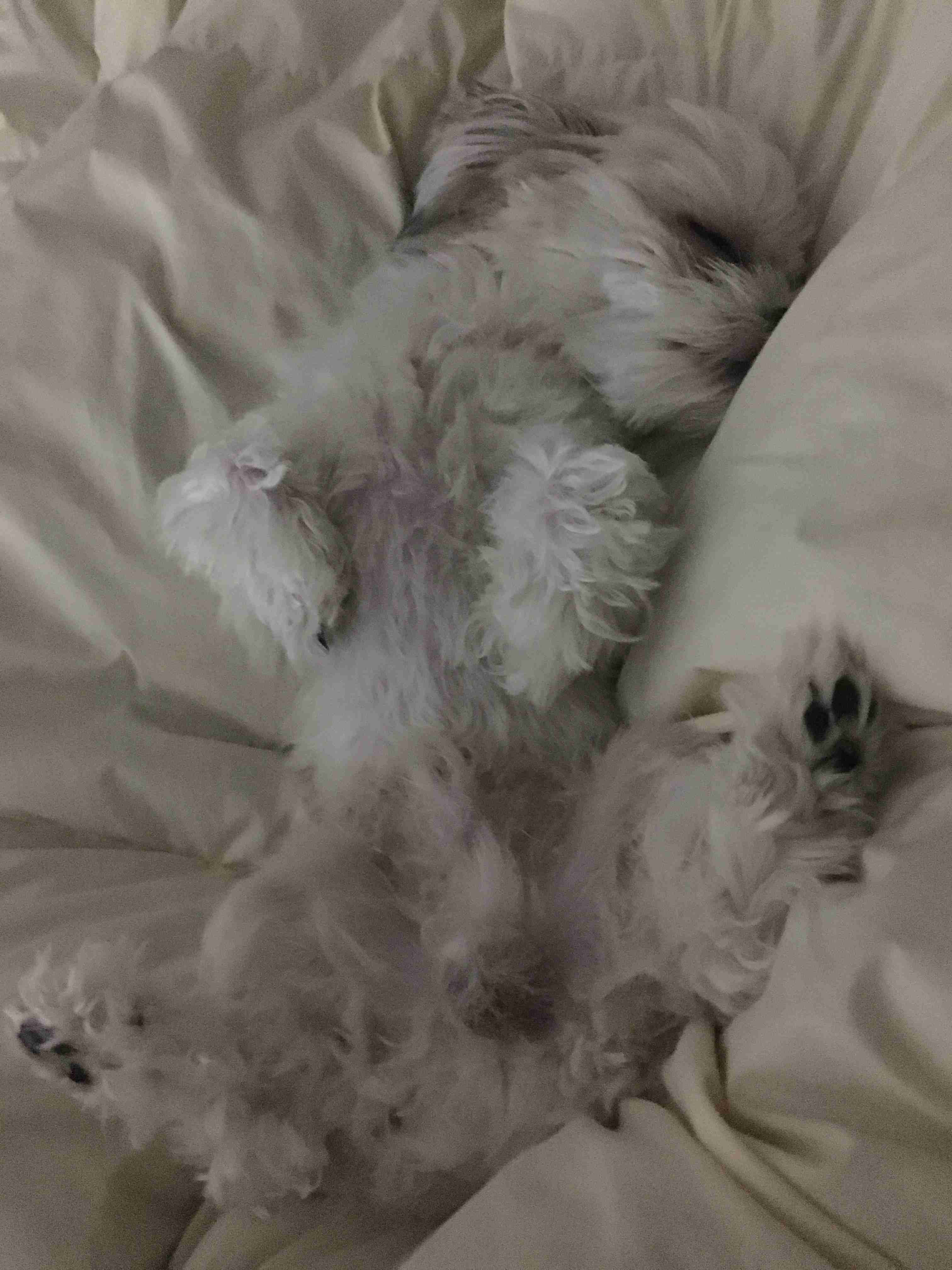 犬がどうして可愛いのか真剣に考察するトピ