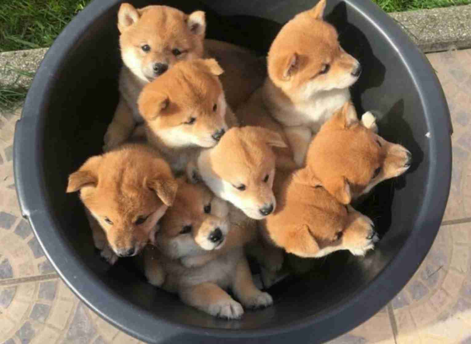 犬がどうして可愛いのか真剣に考察するトピ