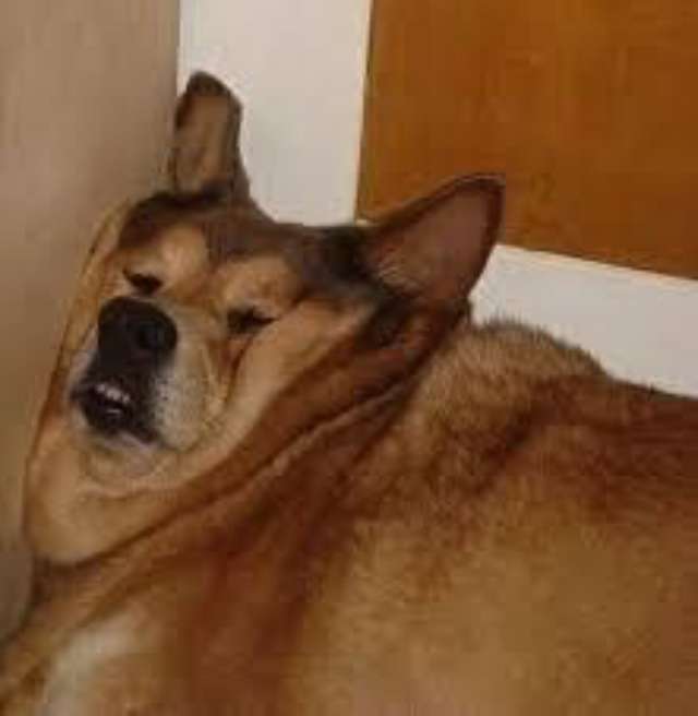犬がどうして可愛いのか真剣に考察するトピ