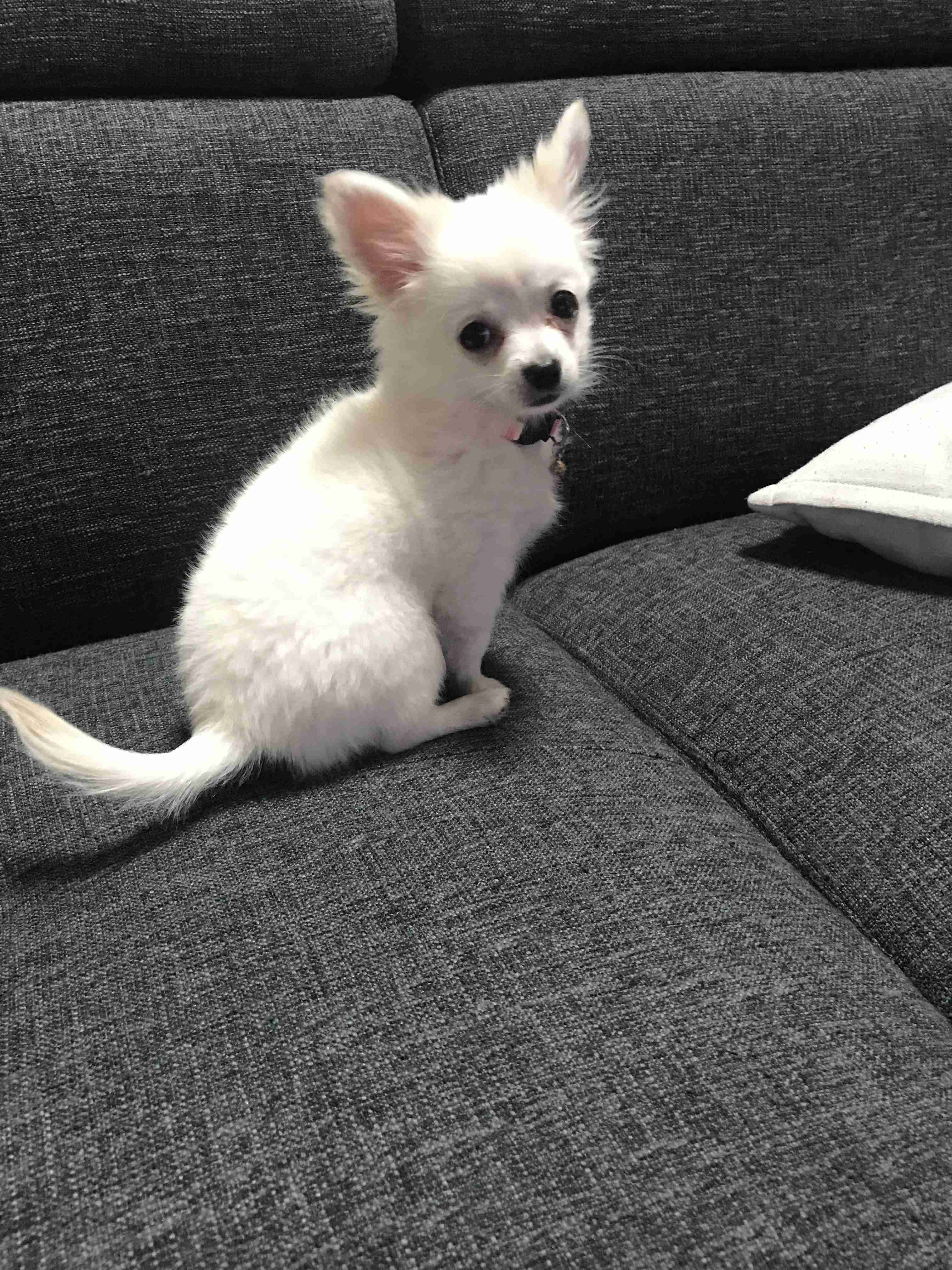 犬がどうして可愛いのか真剣に考察するトピ